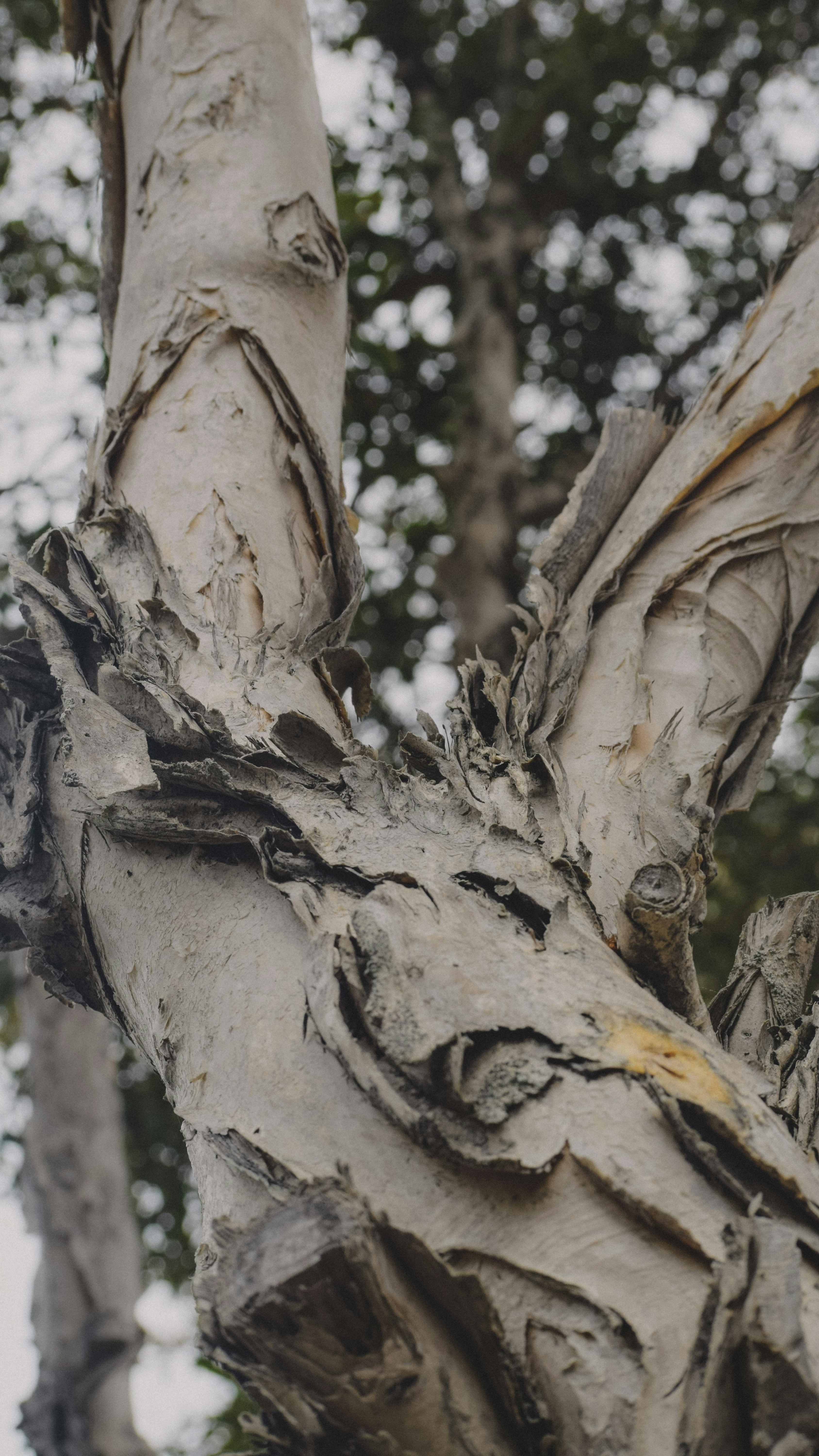 Close Up of Peeling Tree Bark
