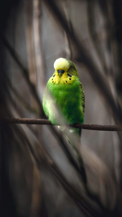 Green Budgerigar Perched on Branch