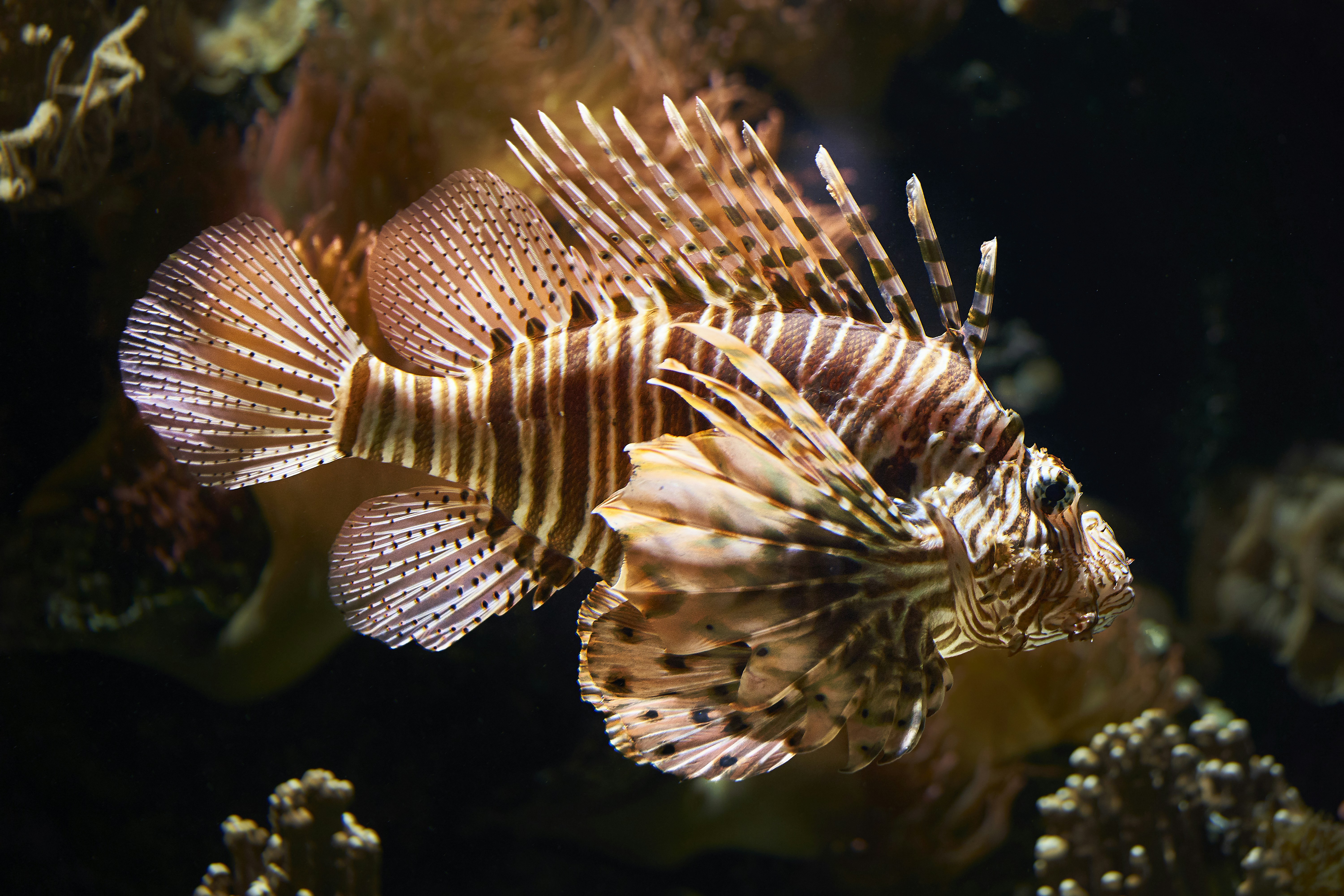 Lionfish in Coral Reef