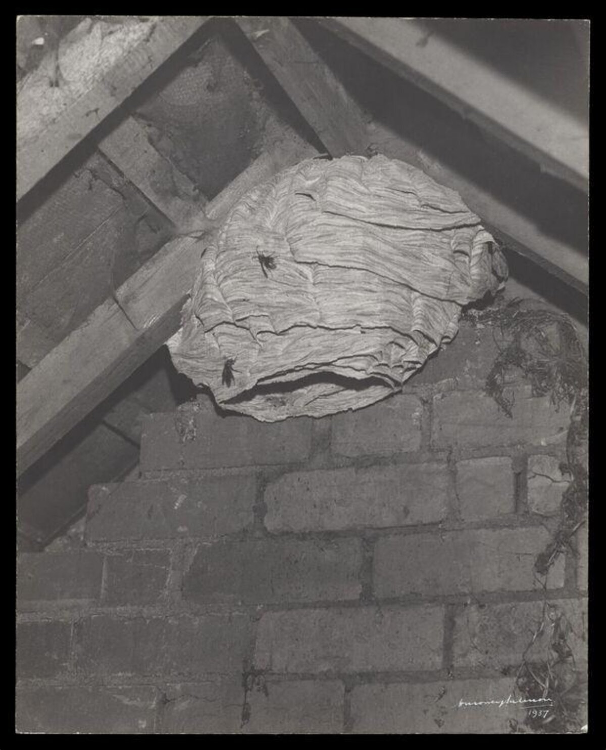 Wasp Nest in Attic