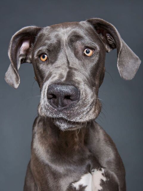 Close-up Portrait of a Gray Great Dane