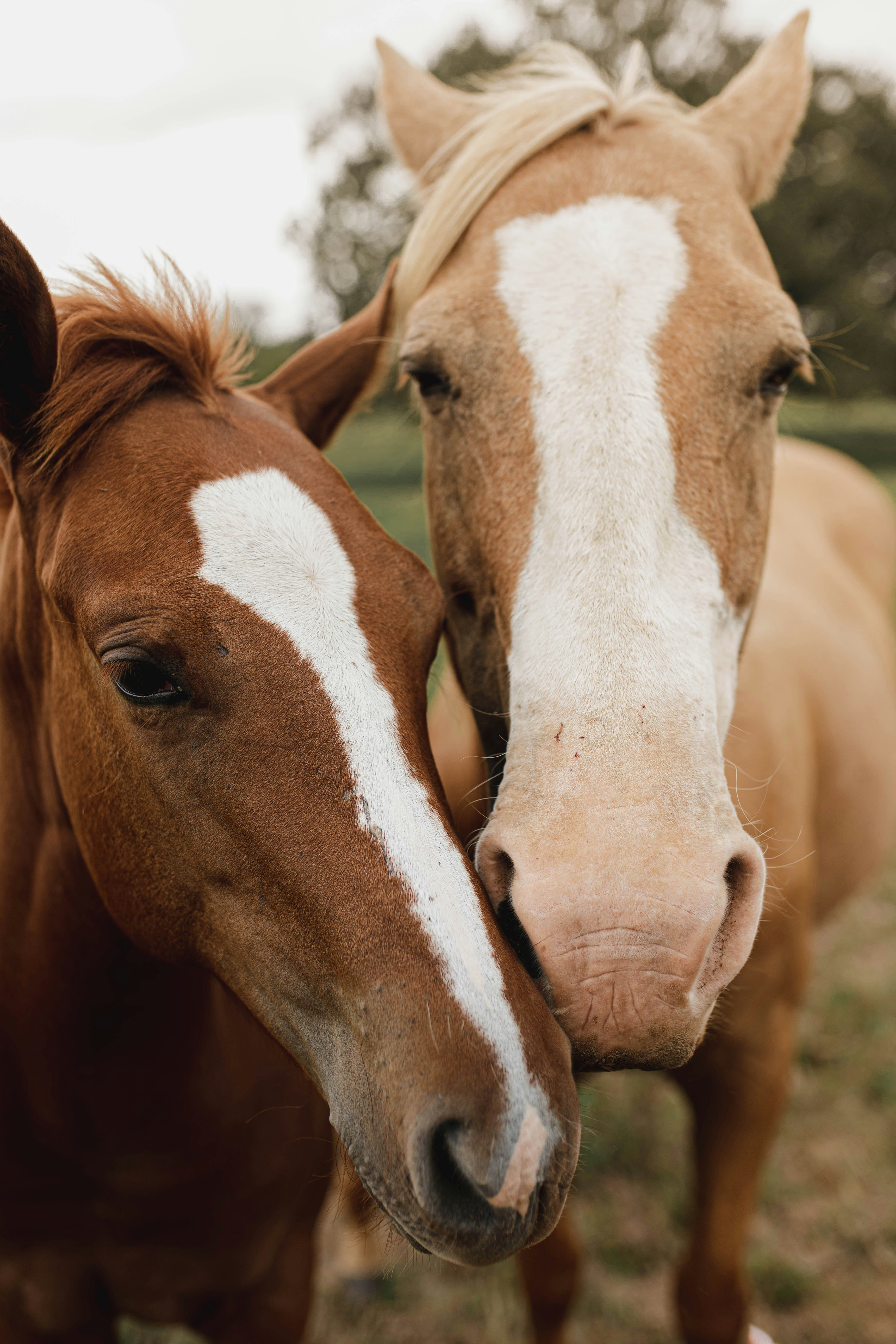 Two Horses Snuggling Close