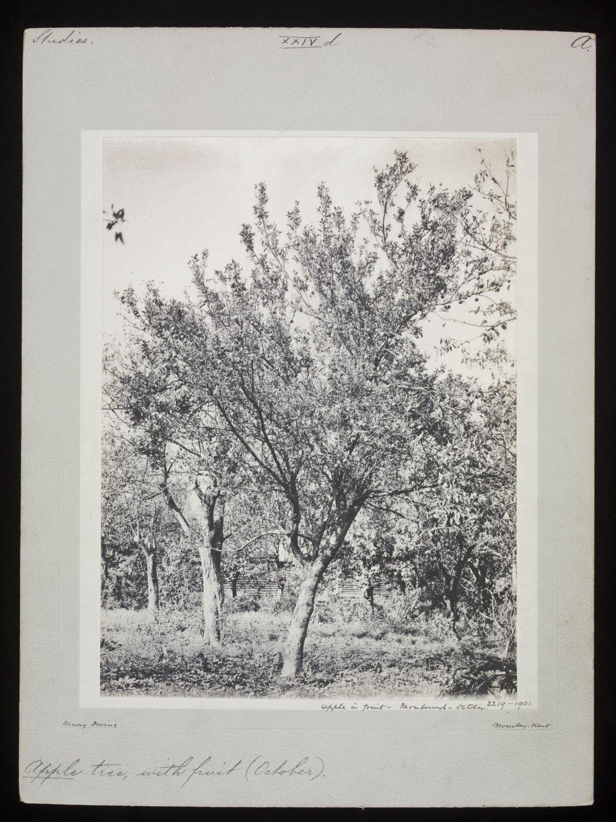 Apple Tree With Fruit in October
