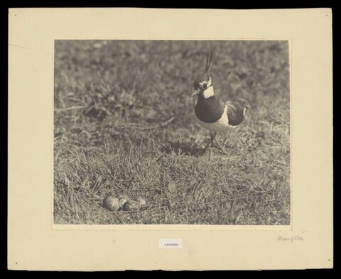 Lapwing Near Nest With Eggs