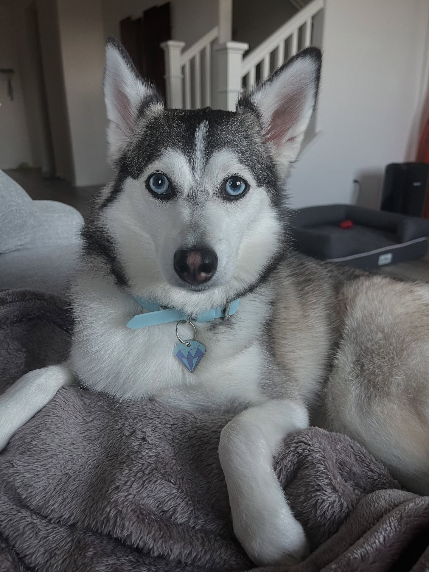 Blue-eyed Husky Lying on Blanket