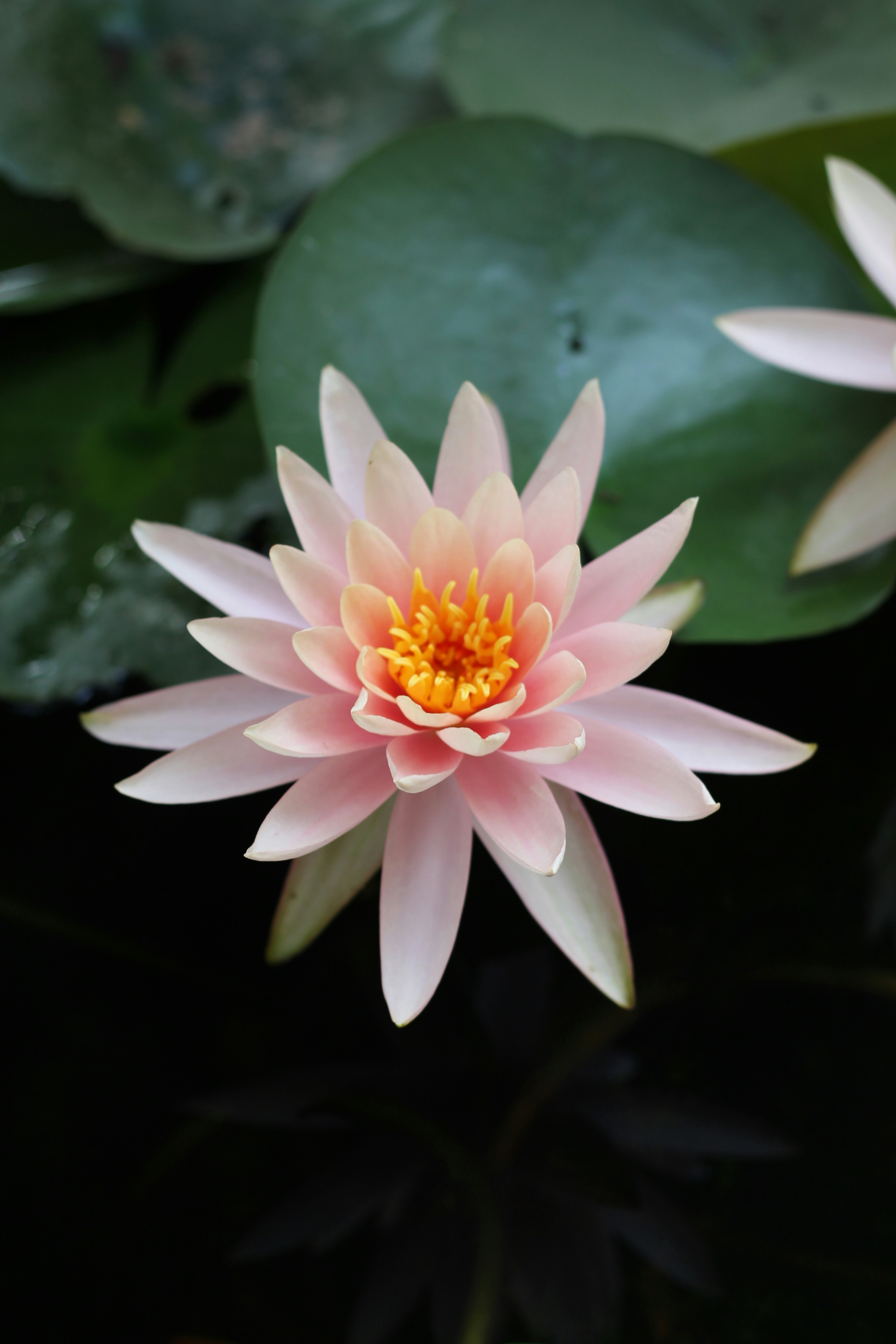 Pink Water Lily in Pond