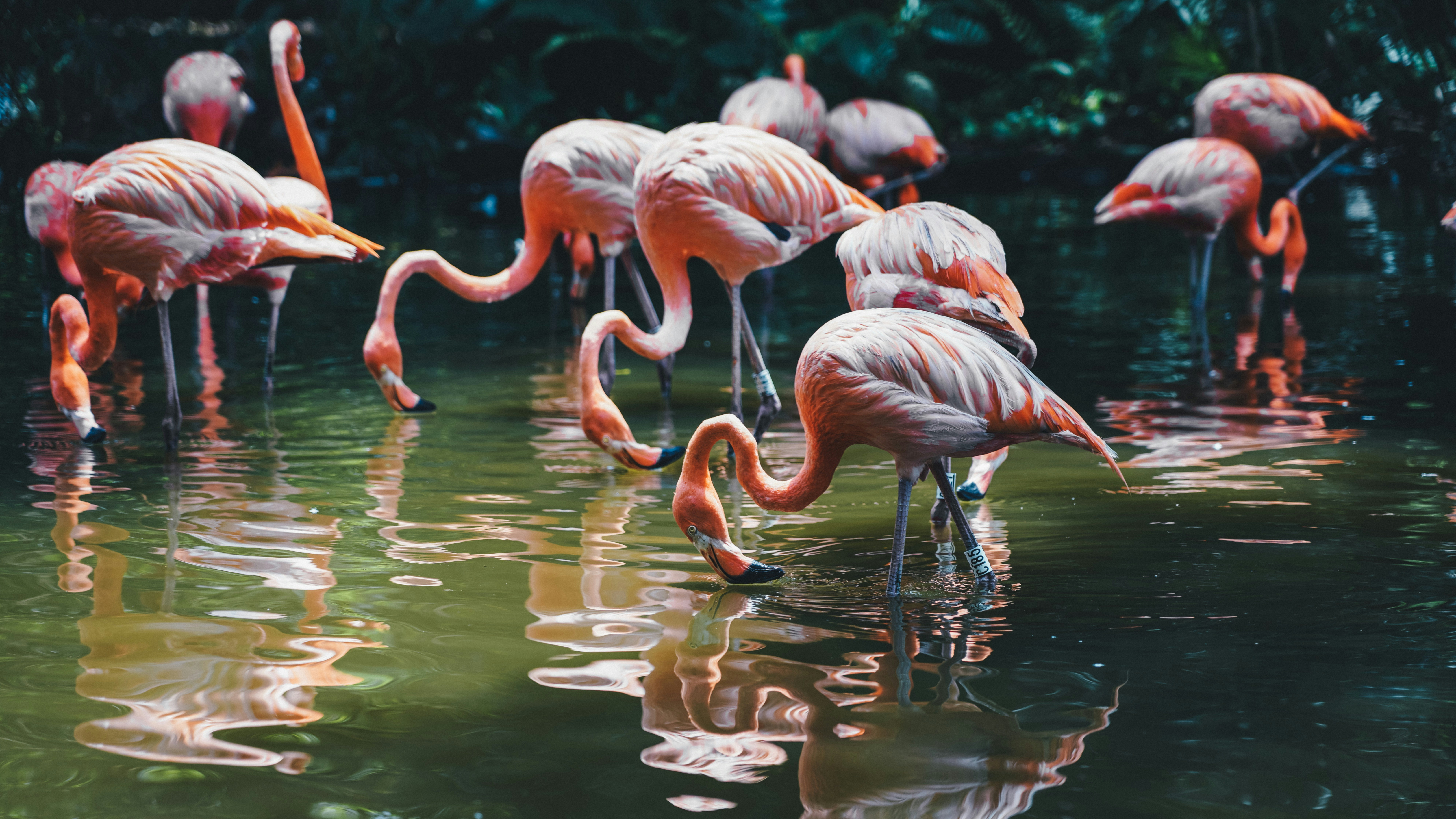 Flock of Flamingos in Water