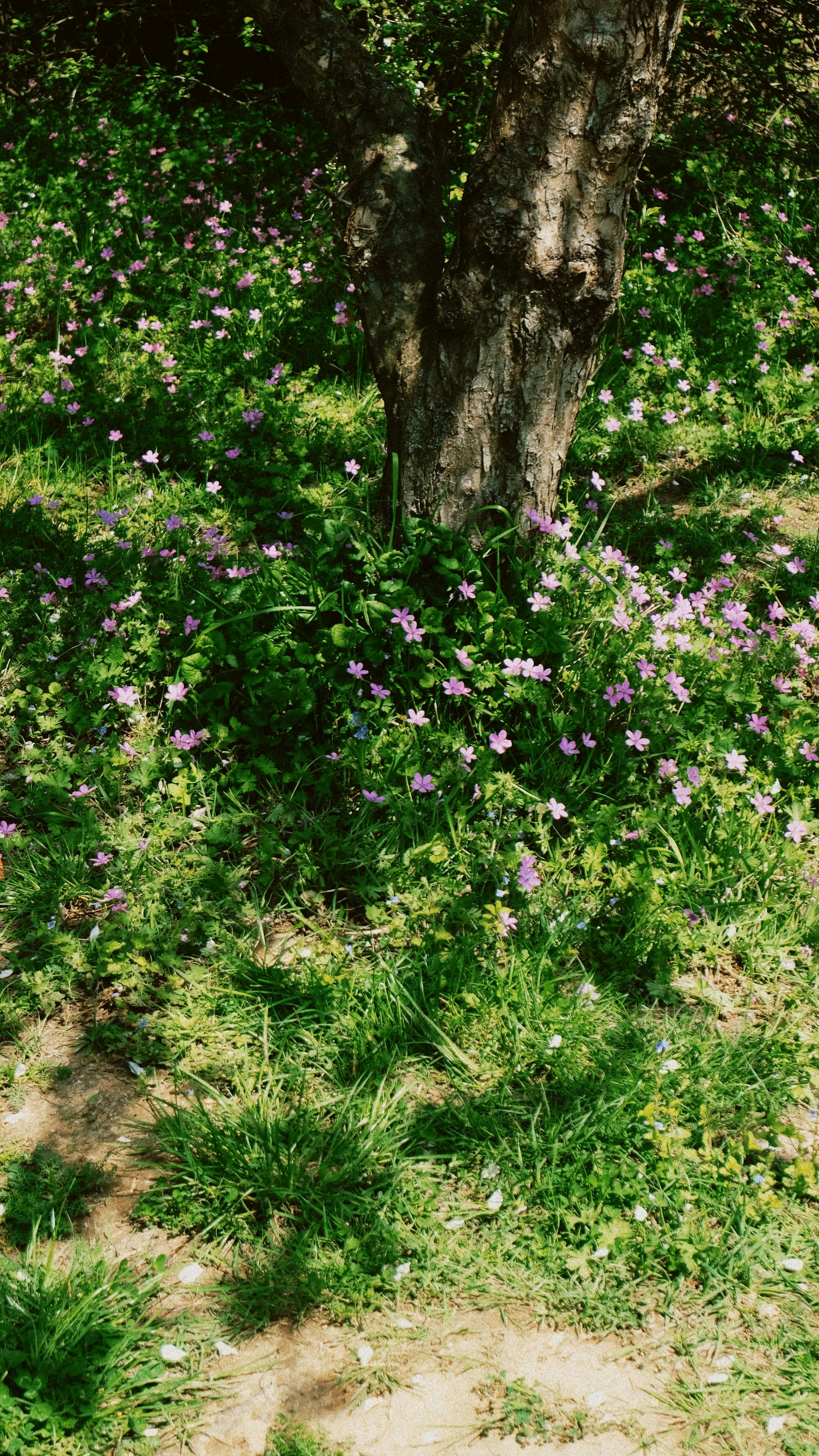 Wallpapers