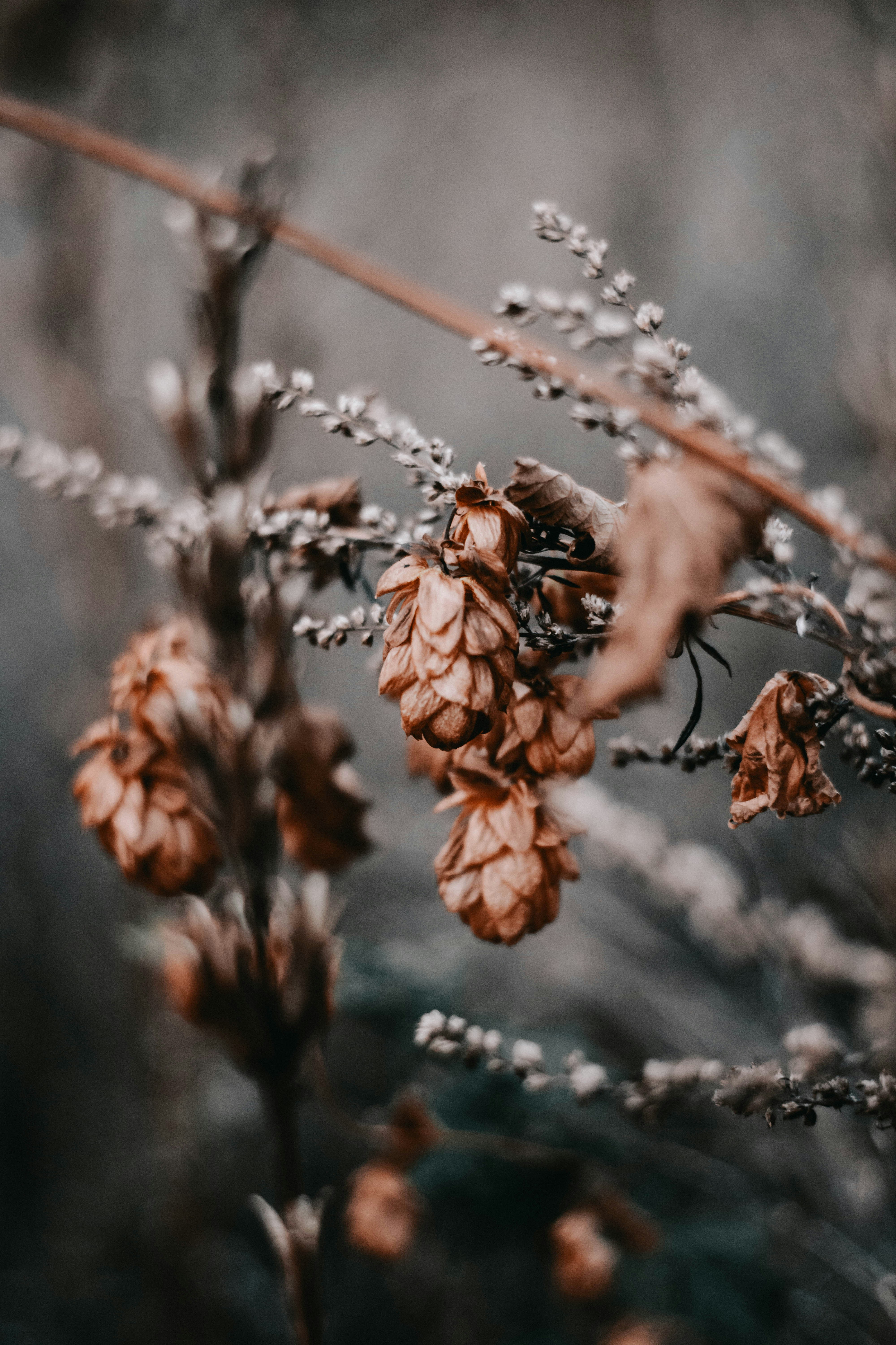 Dried Hop Cones in Autumn