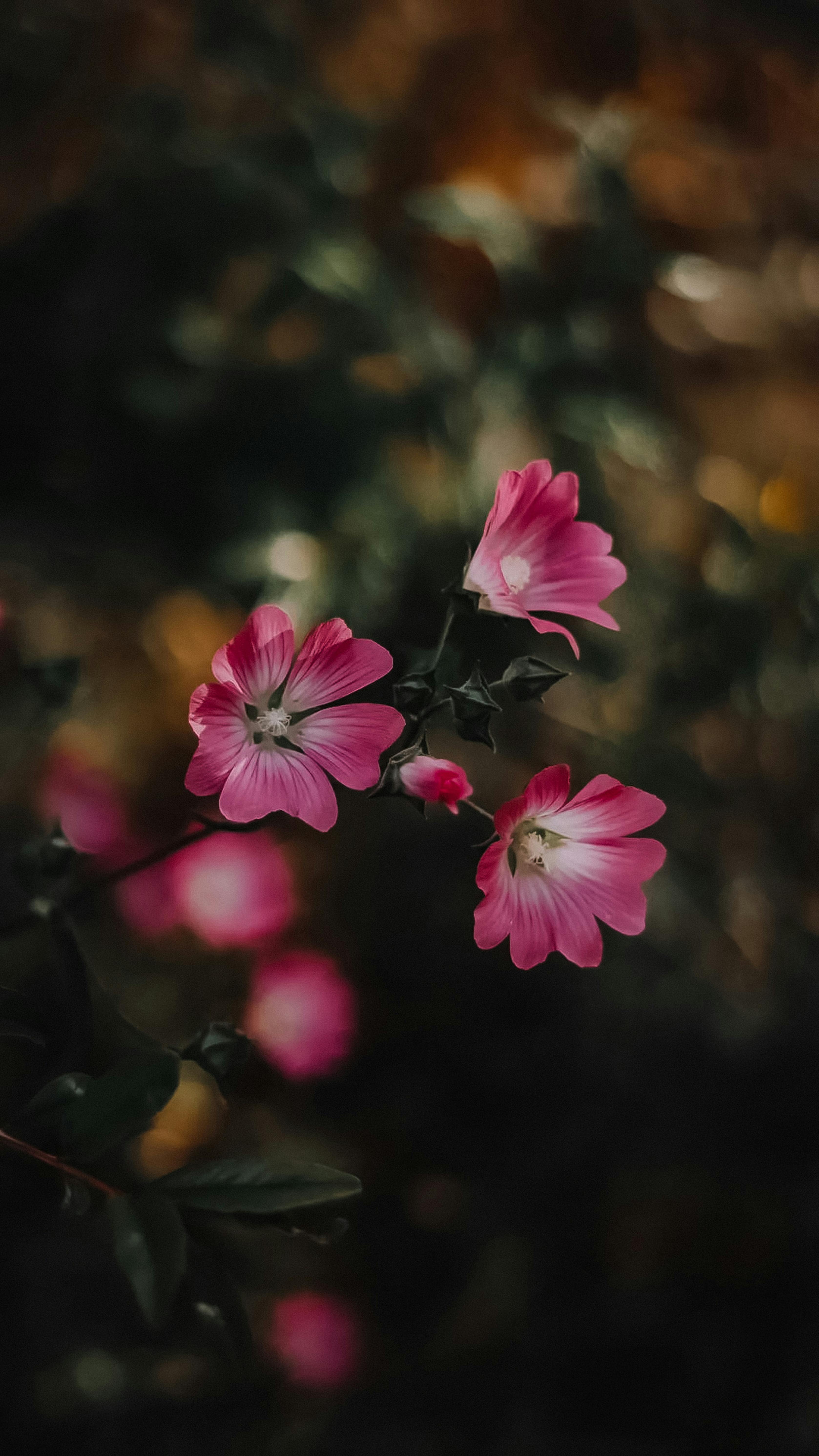 Wallpapers