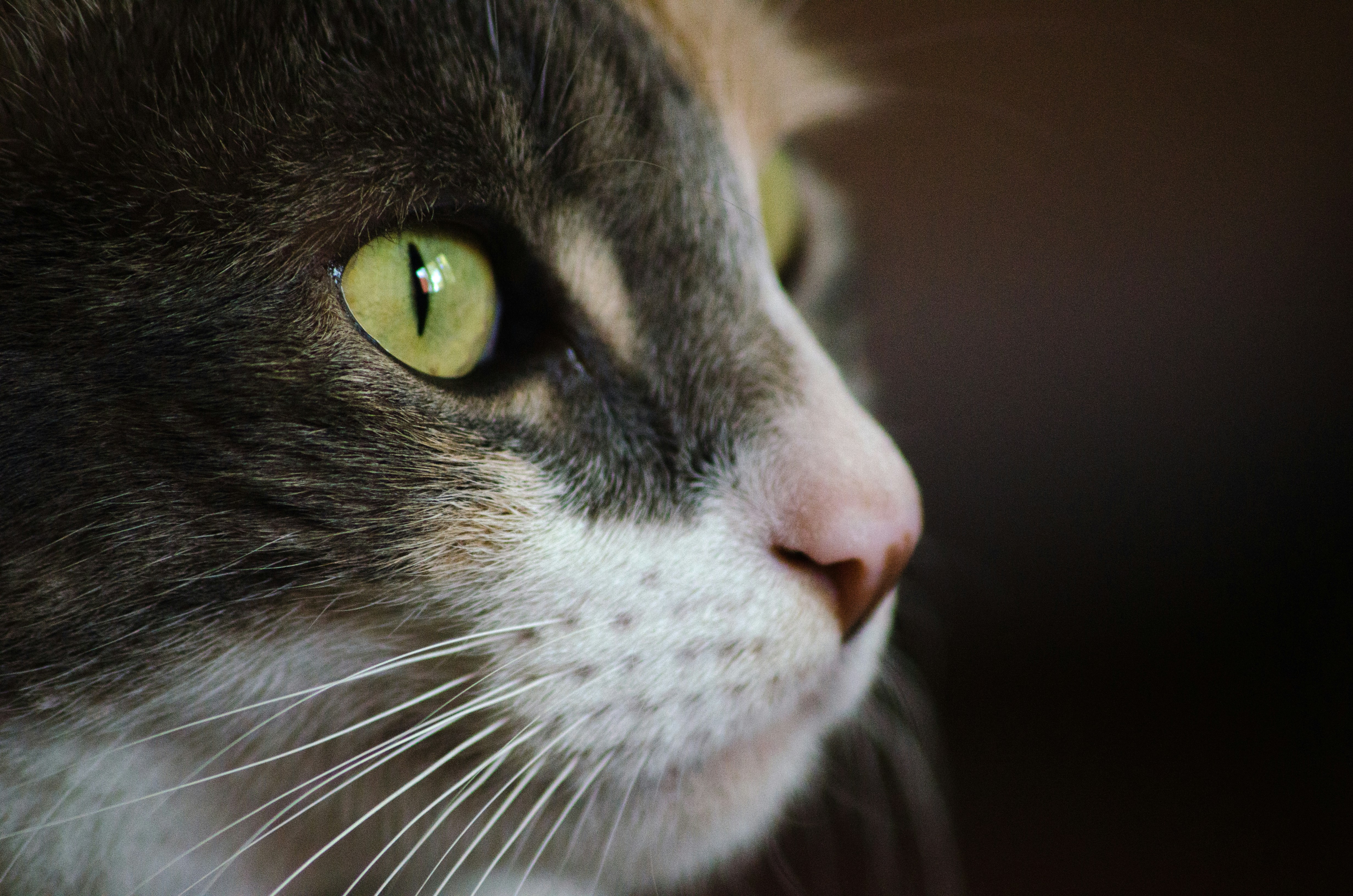 Close-up of Cat's Profile