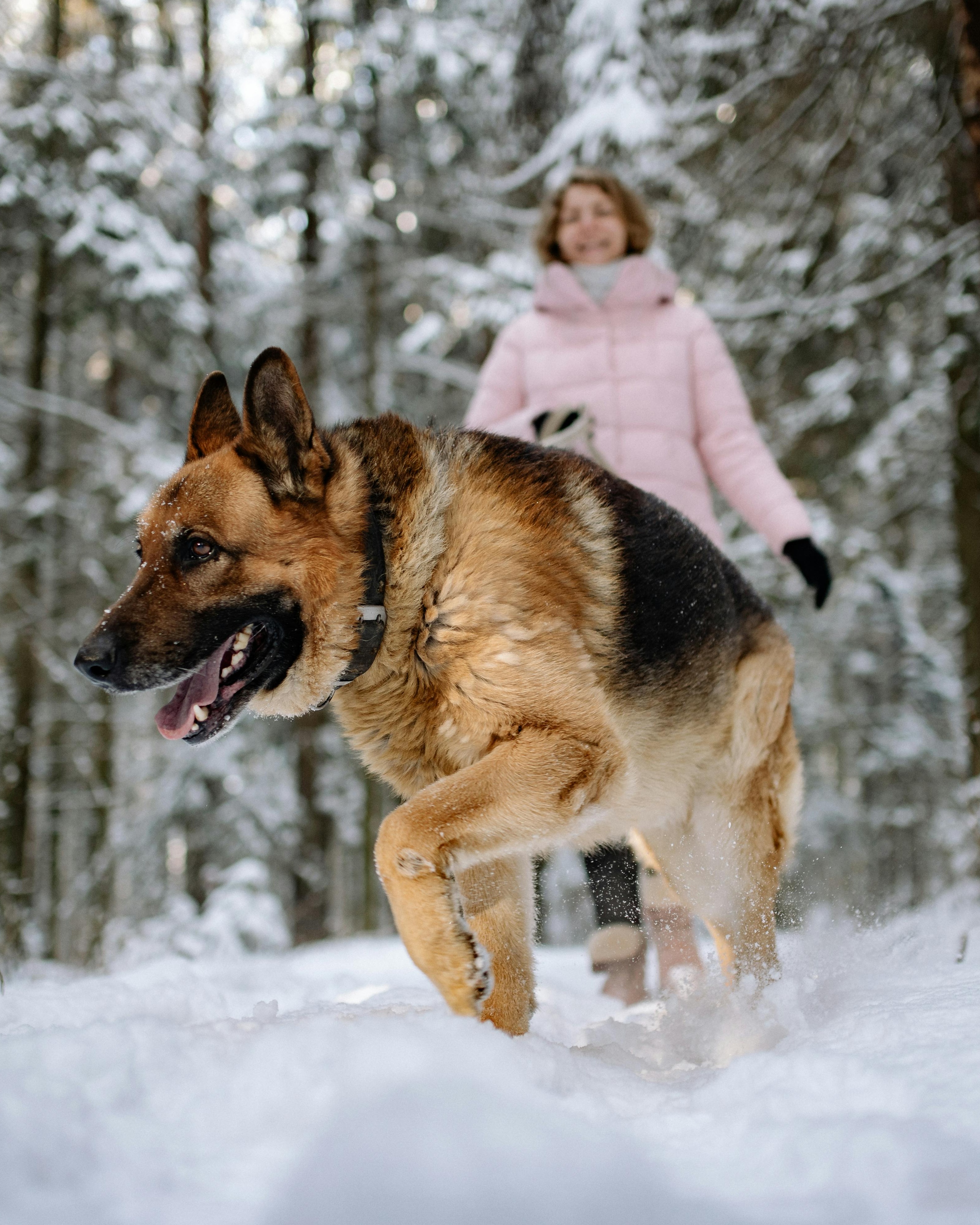 German Shepherd Walking in Snowy Forest