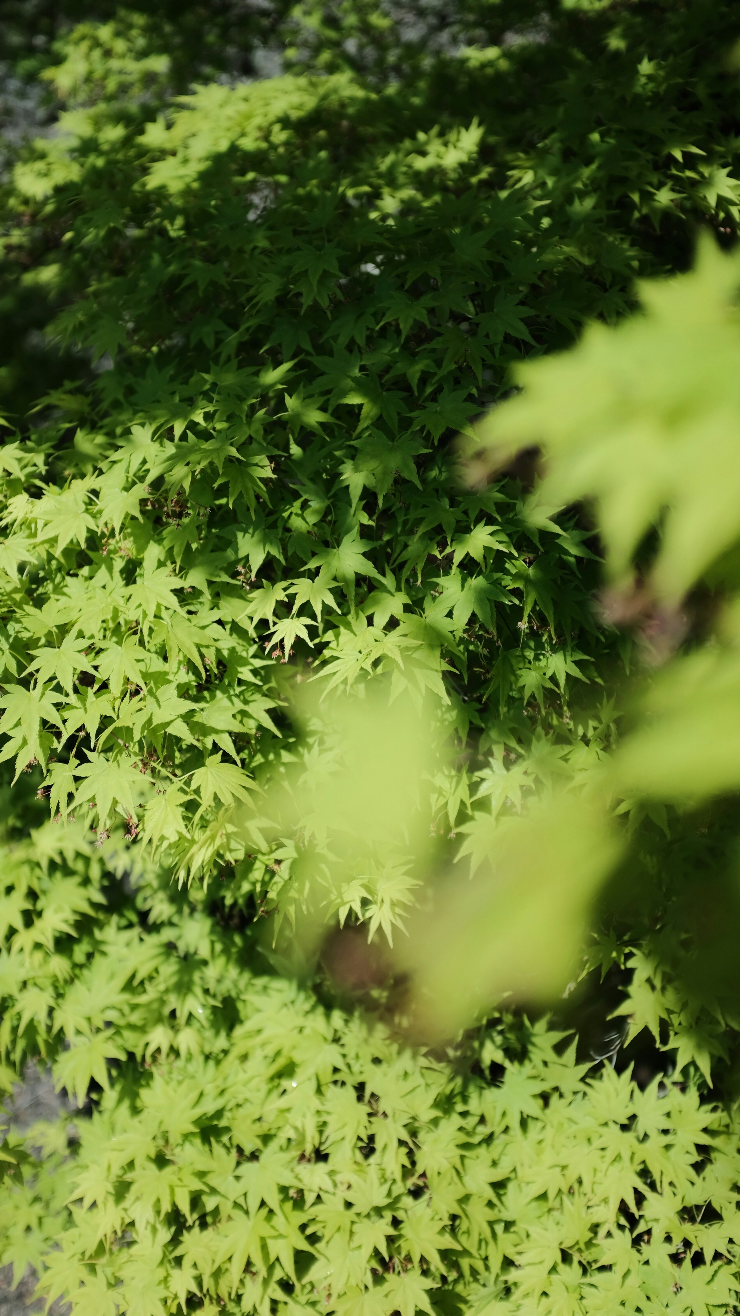 Sunlit Green Maple Leaves