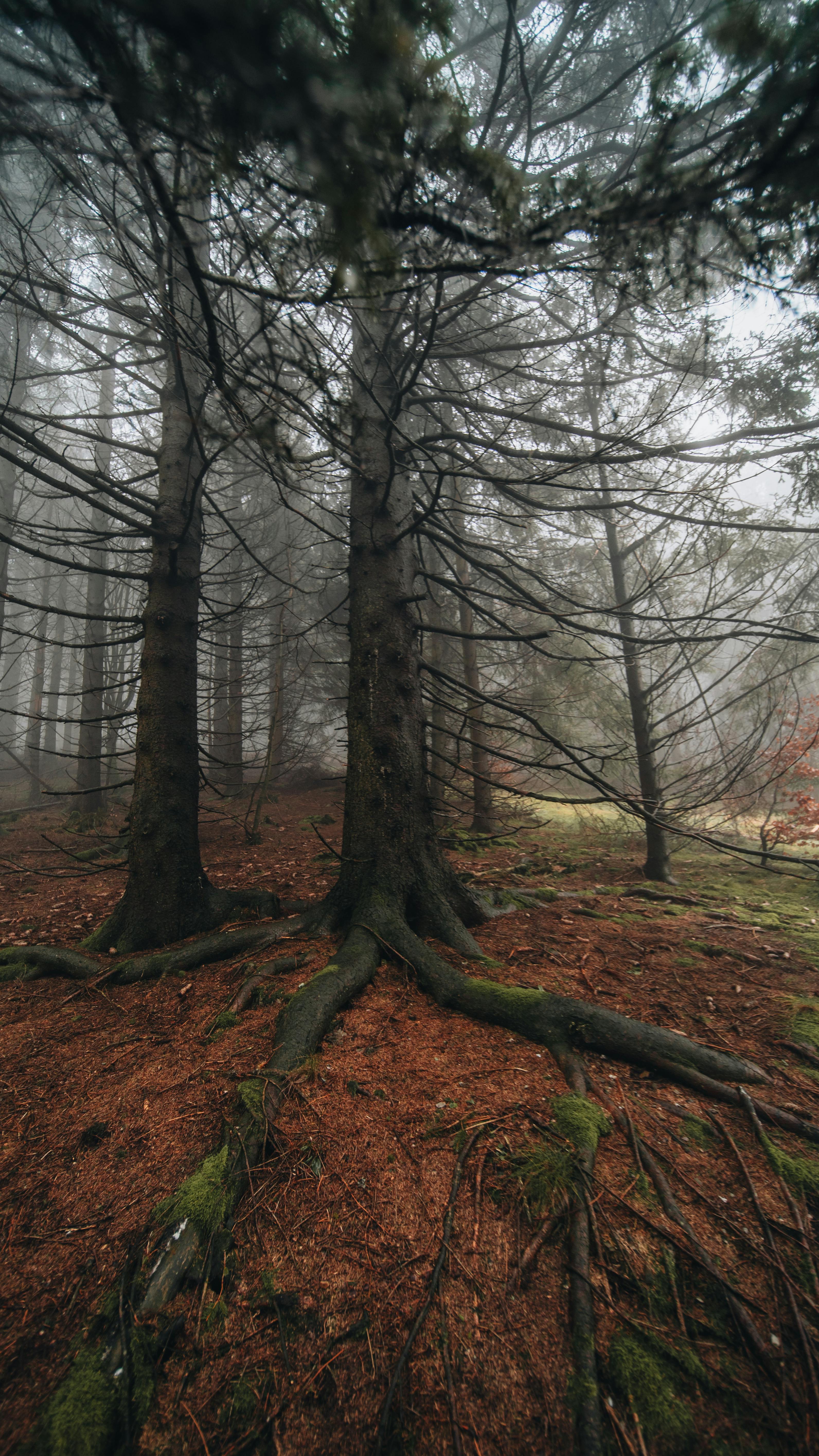 Foggy Old Conifer Forest