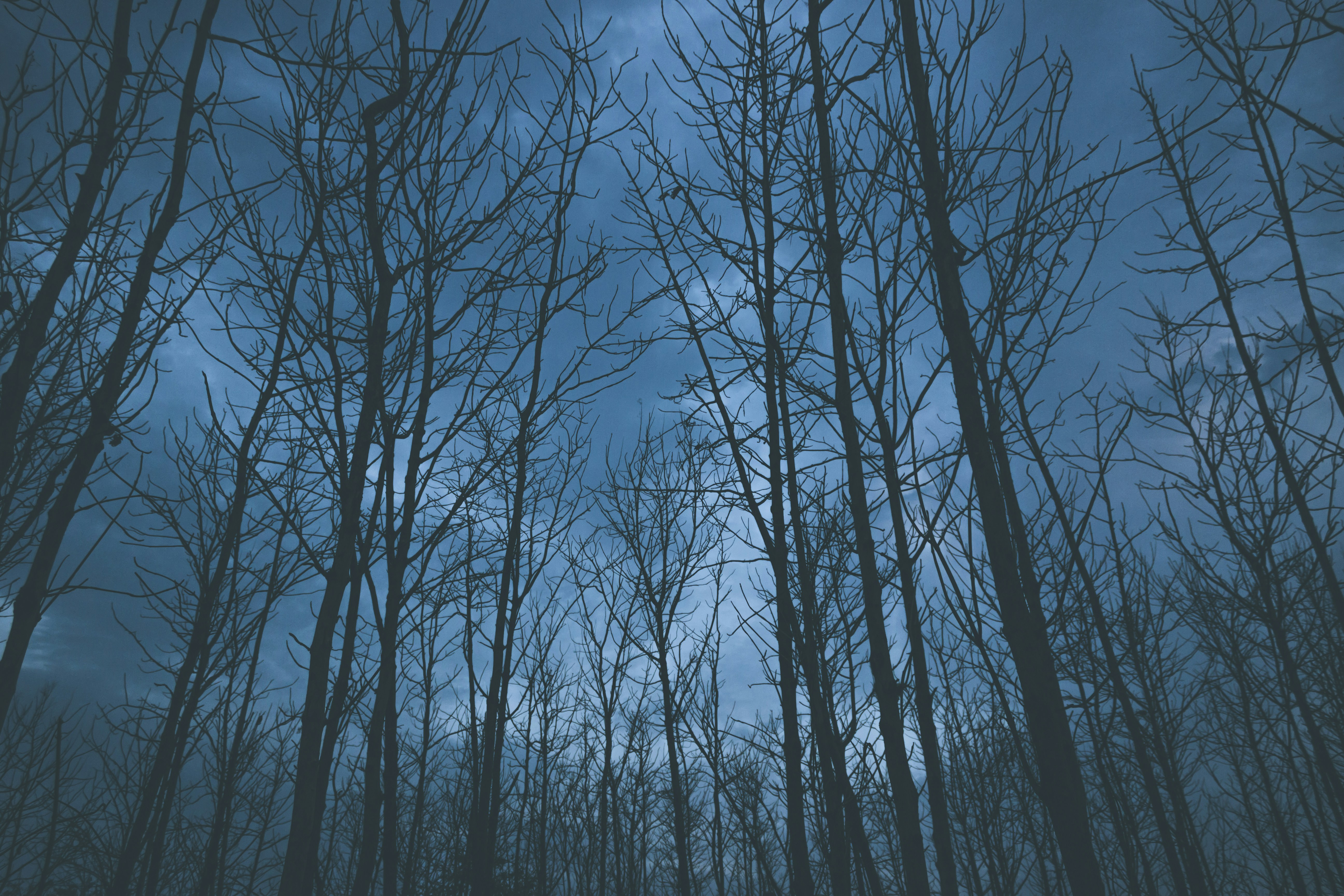 Silhouetted Bare Trees Against Blue Sky