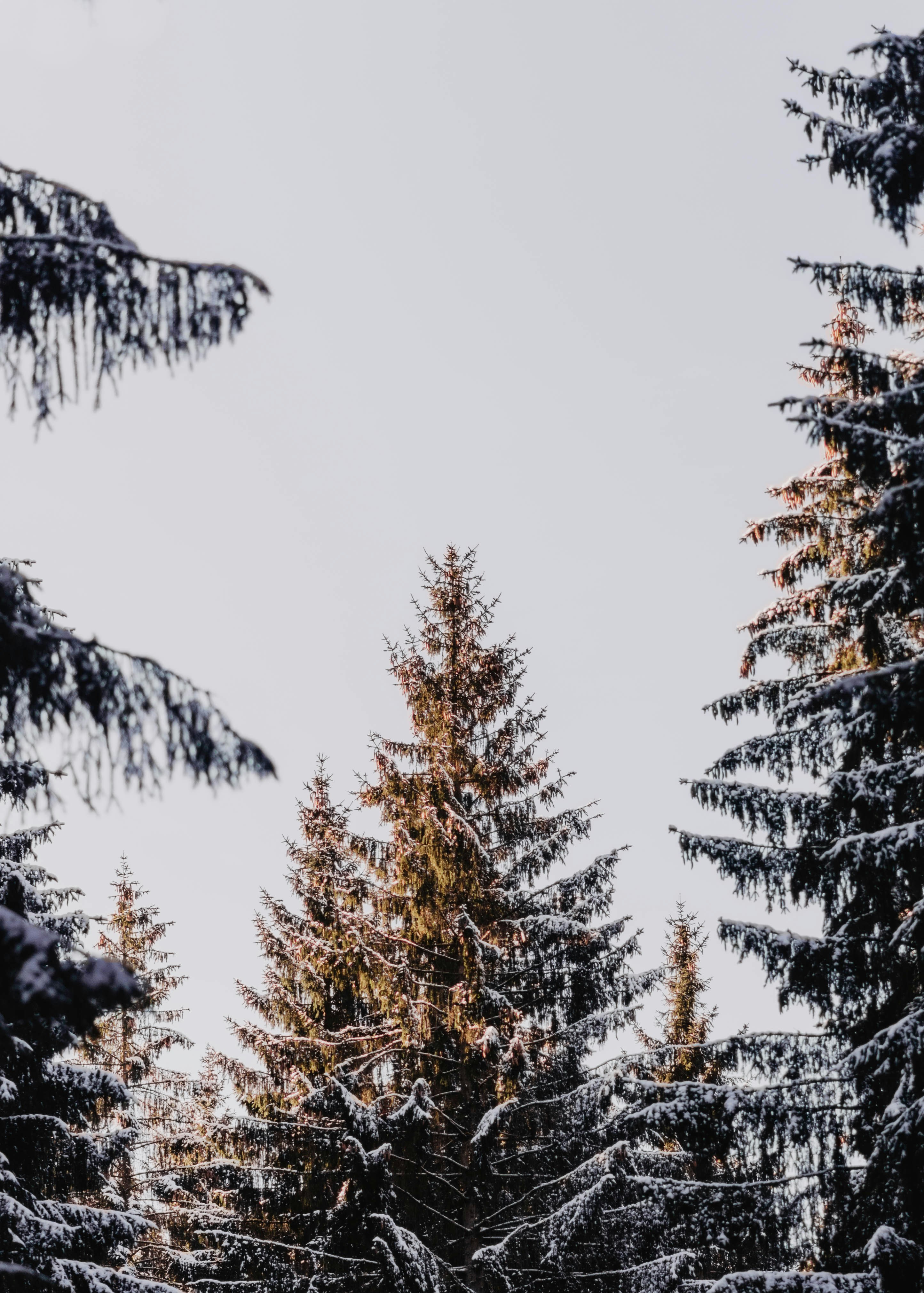 Snow-covered Pine Forest