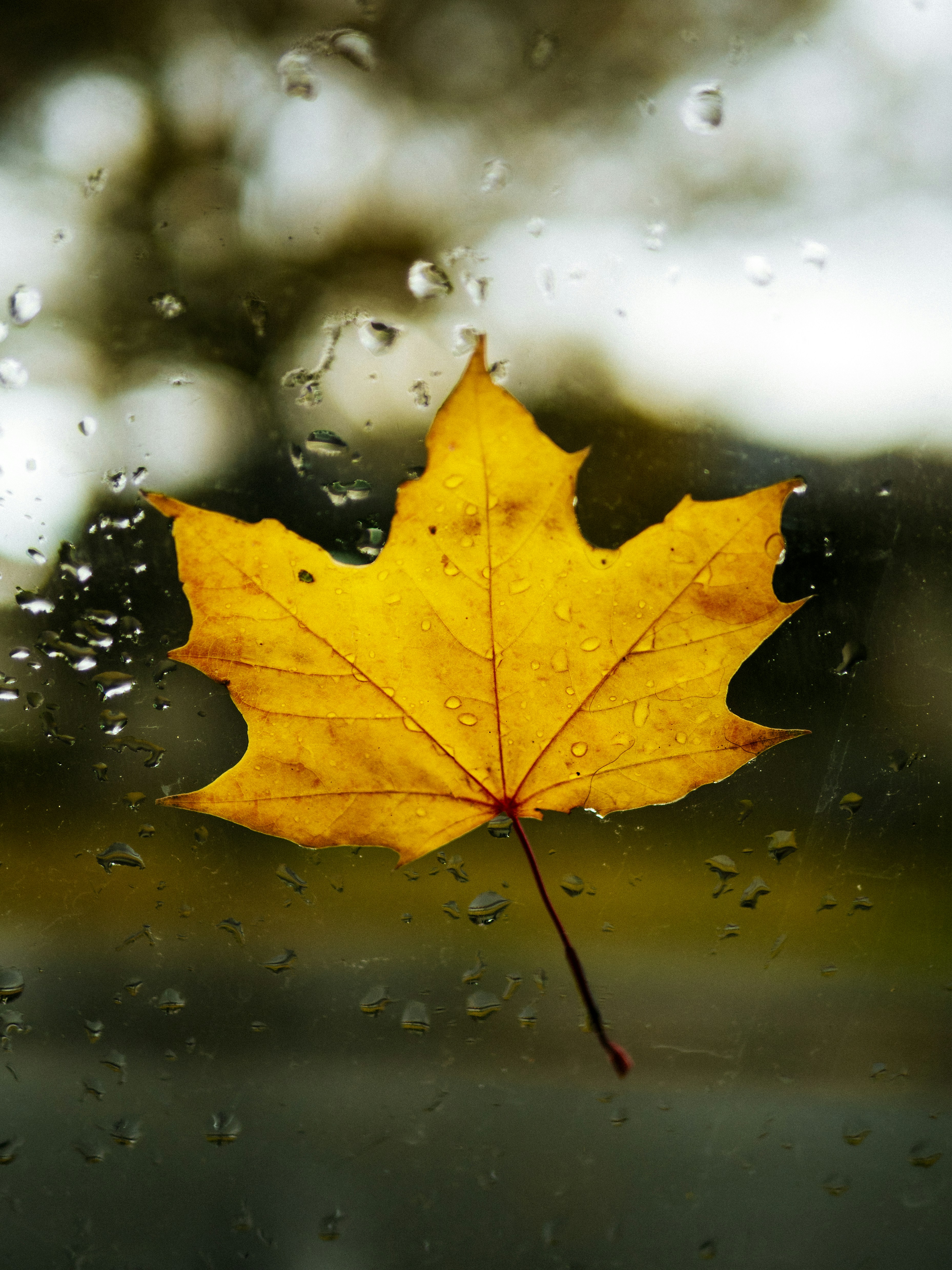 Maple Leaf on Rainy Glass Window