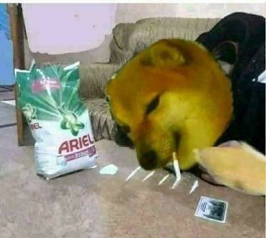 Funny Smoking Dog Meme