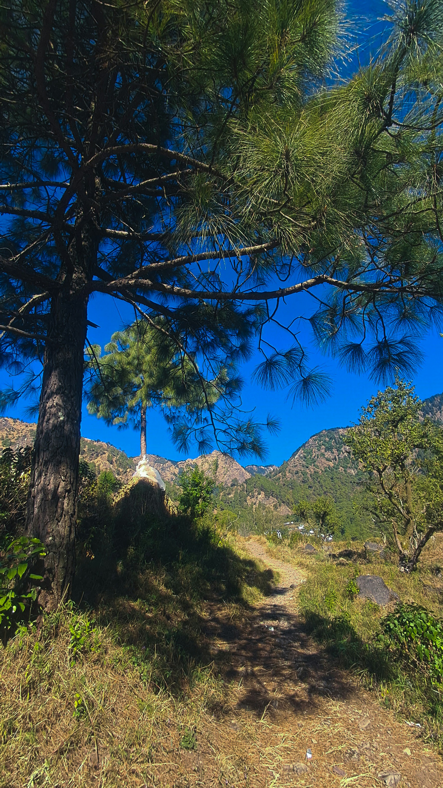 Mountain Hiking Trail Under Pine Trees