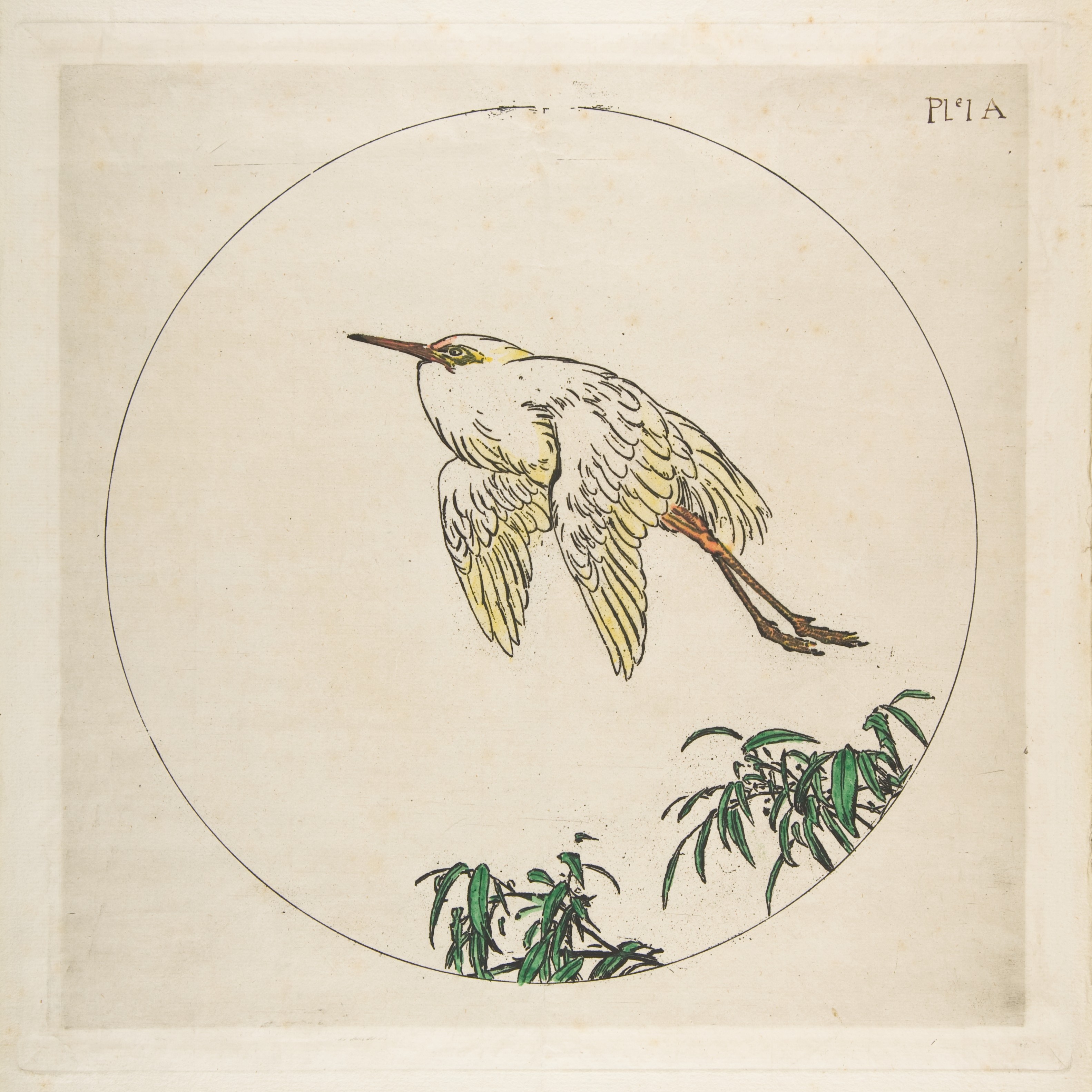 Flying Egret Circular Illustration