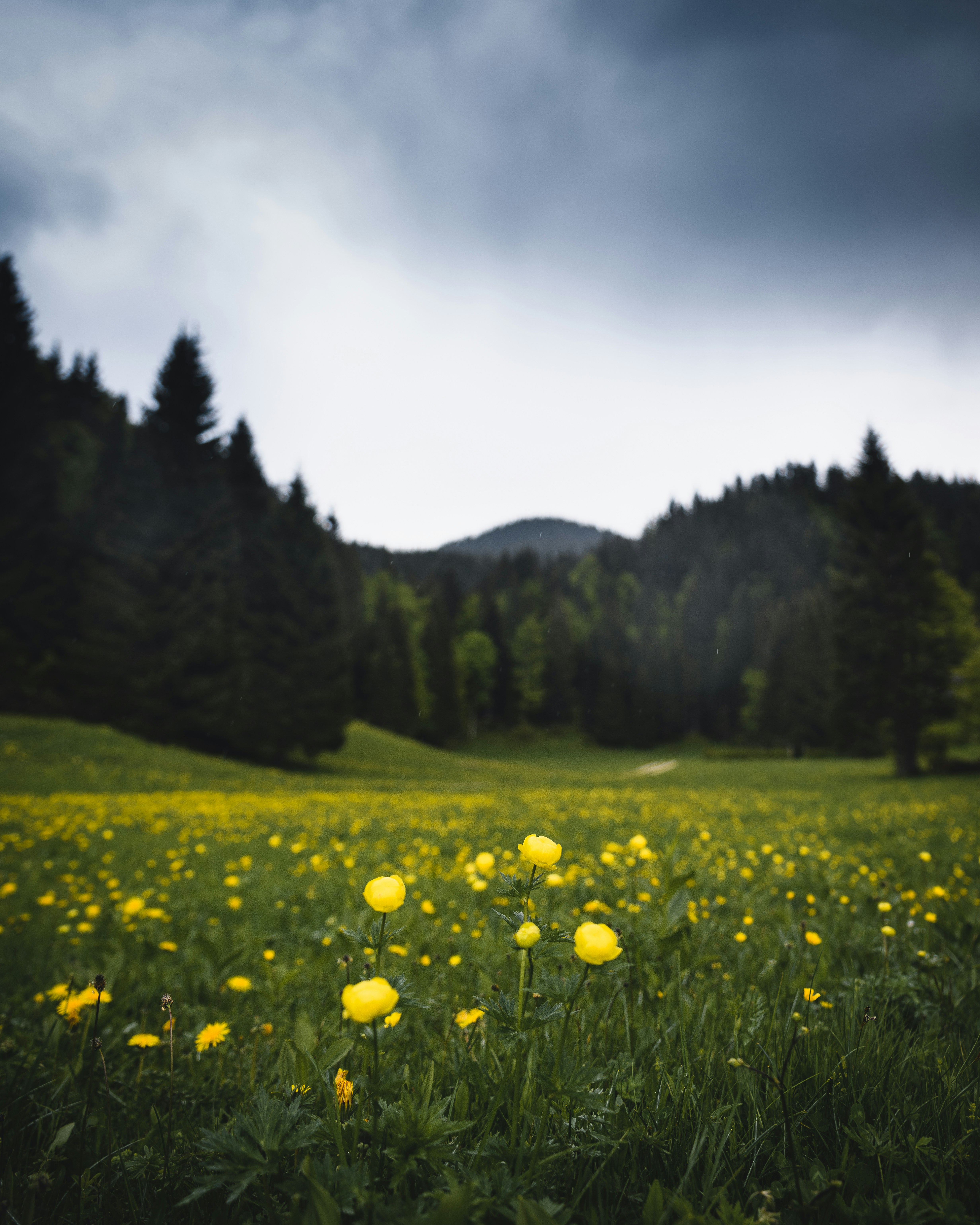 Mountain Meadow Full of Yellow Flowers