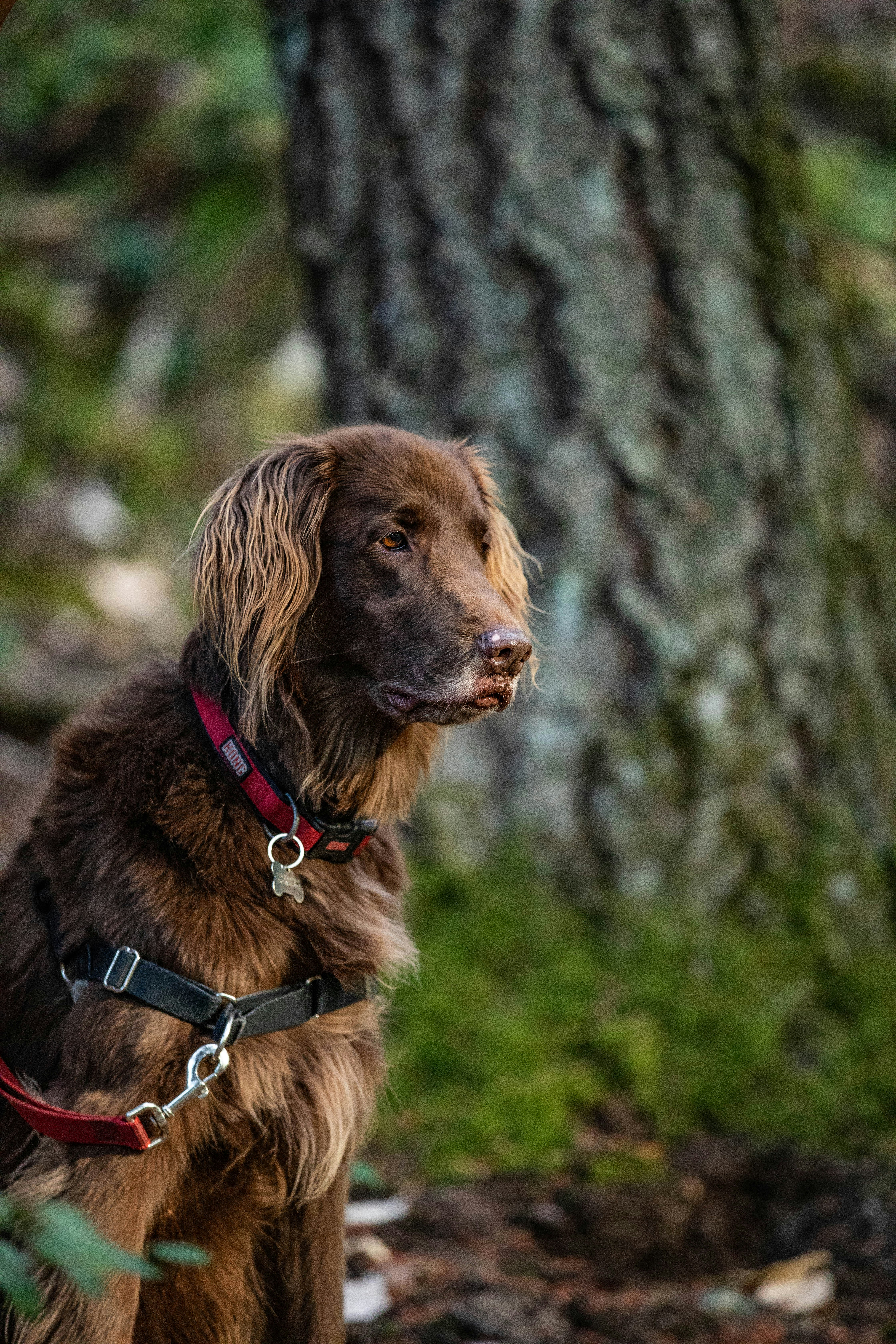 Chocolate Brown Dog In Forest