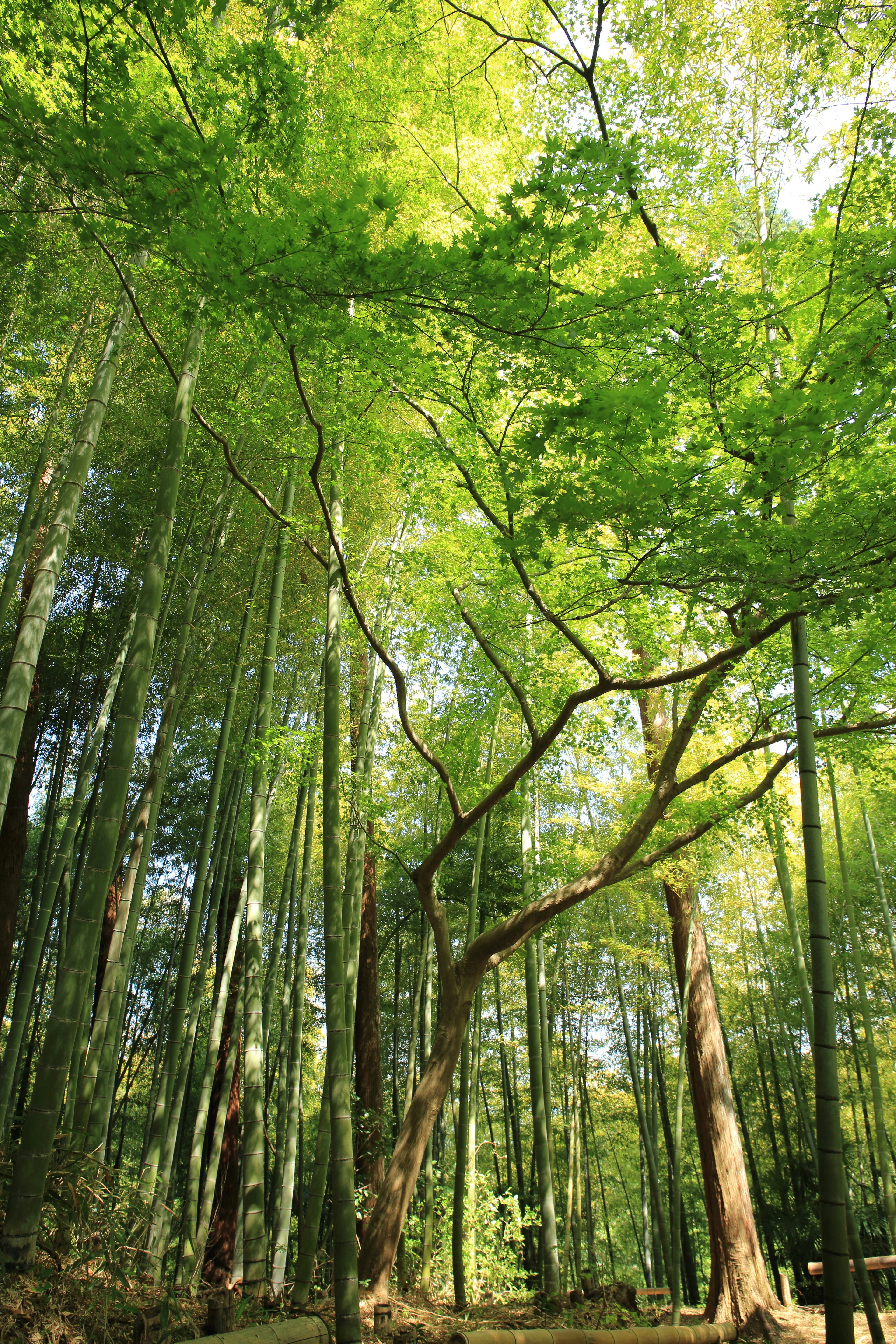 Sunlit Bamboo Forest