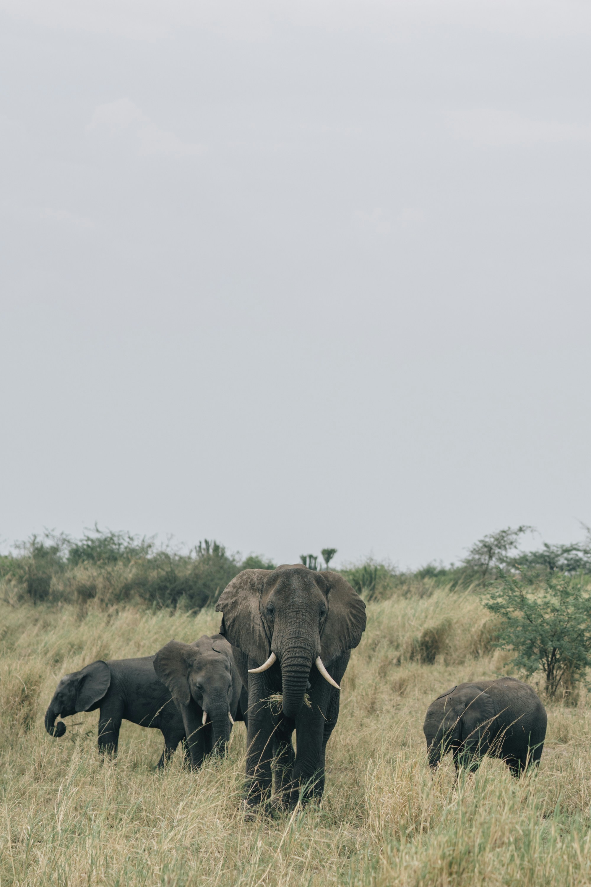 Elephant Herd in Savanna Grassland