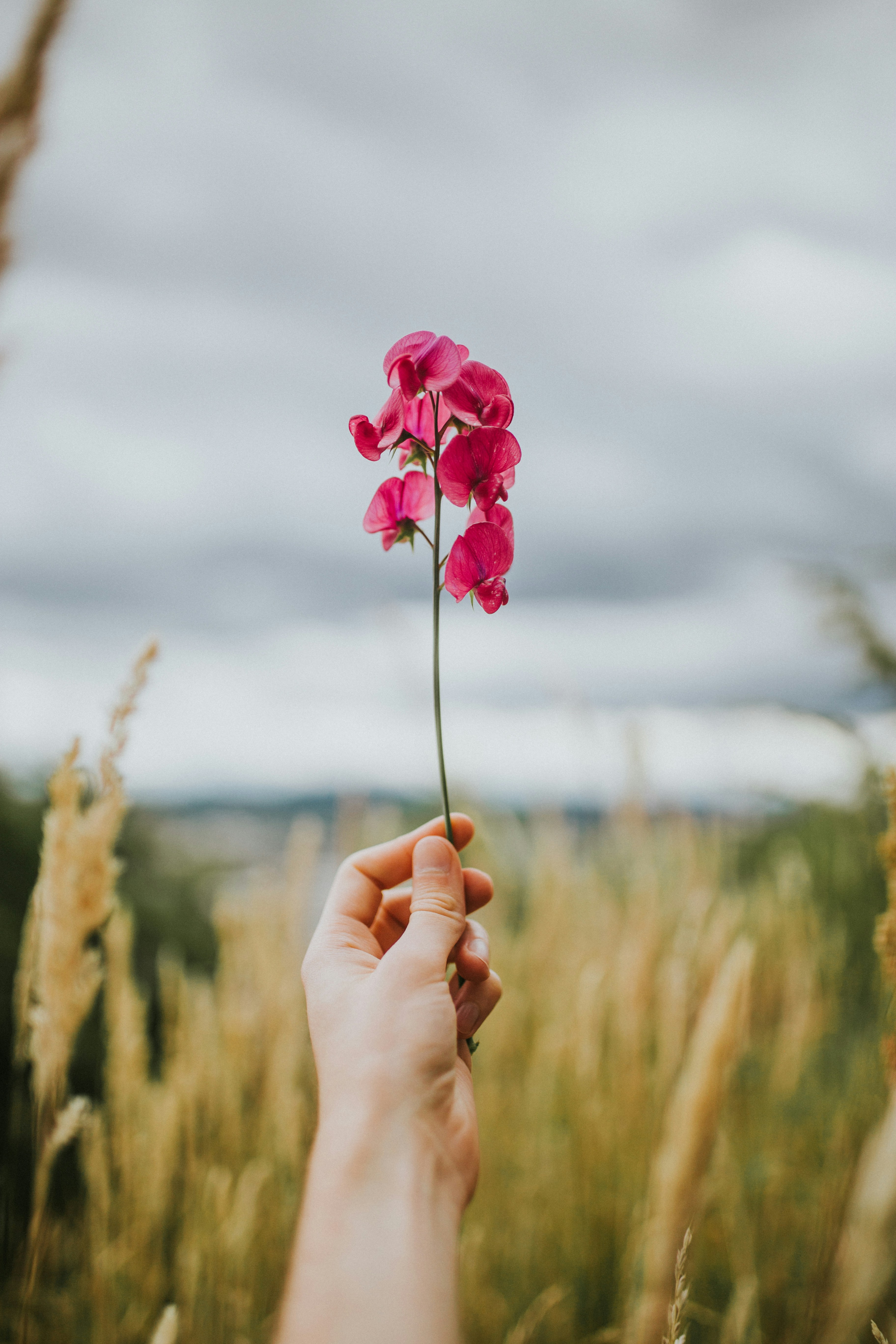 Hand Holding Pink Sweet Pea in Meadow