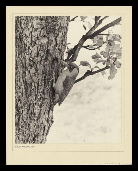 Green Woodpecker on Tree Trunk