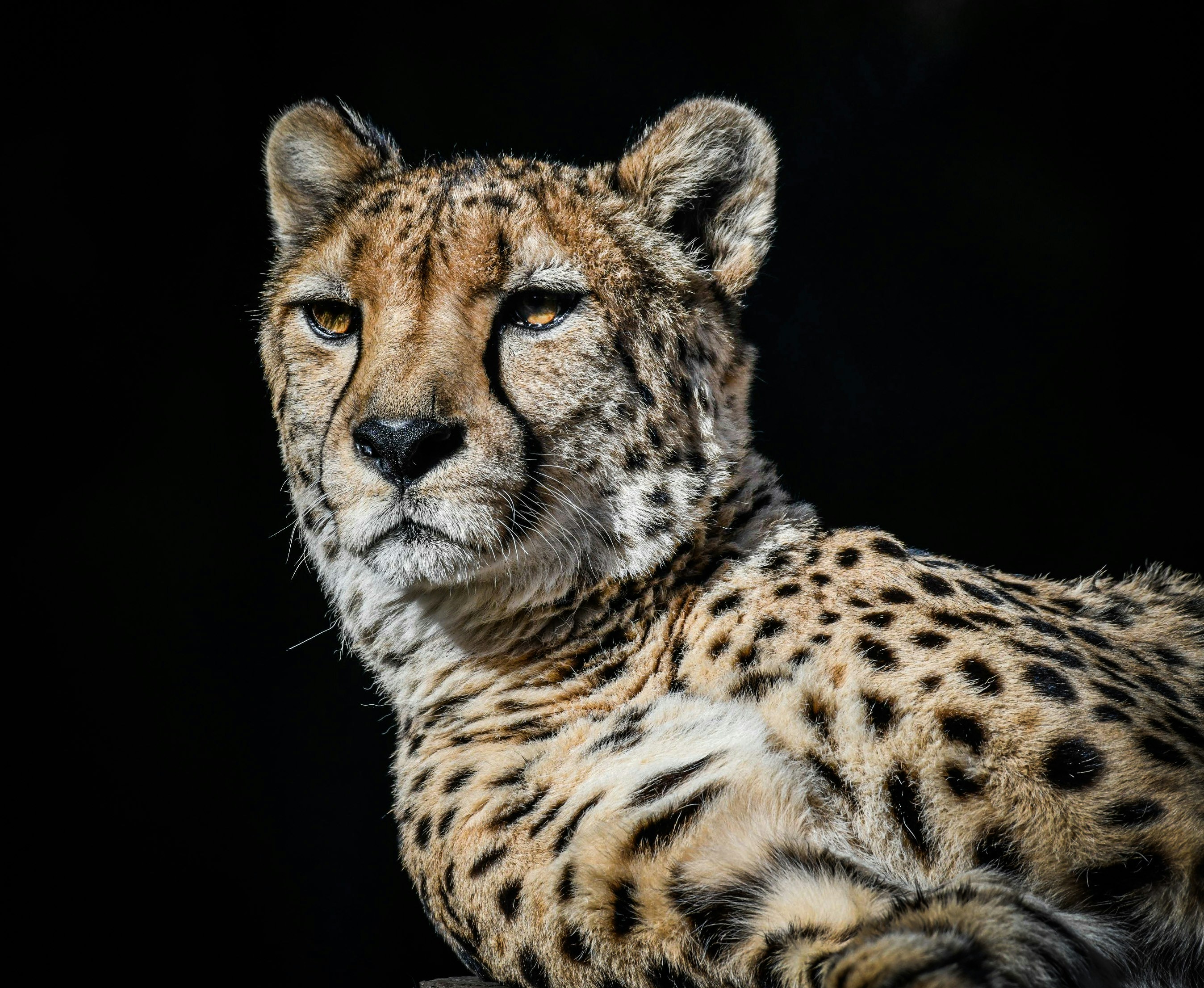 Portrait of a Resting Cheetah