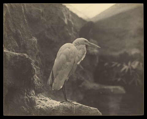 White Egret Standing on Rock