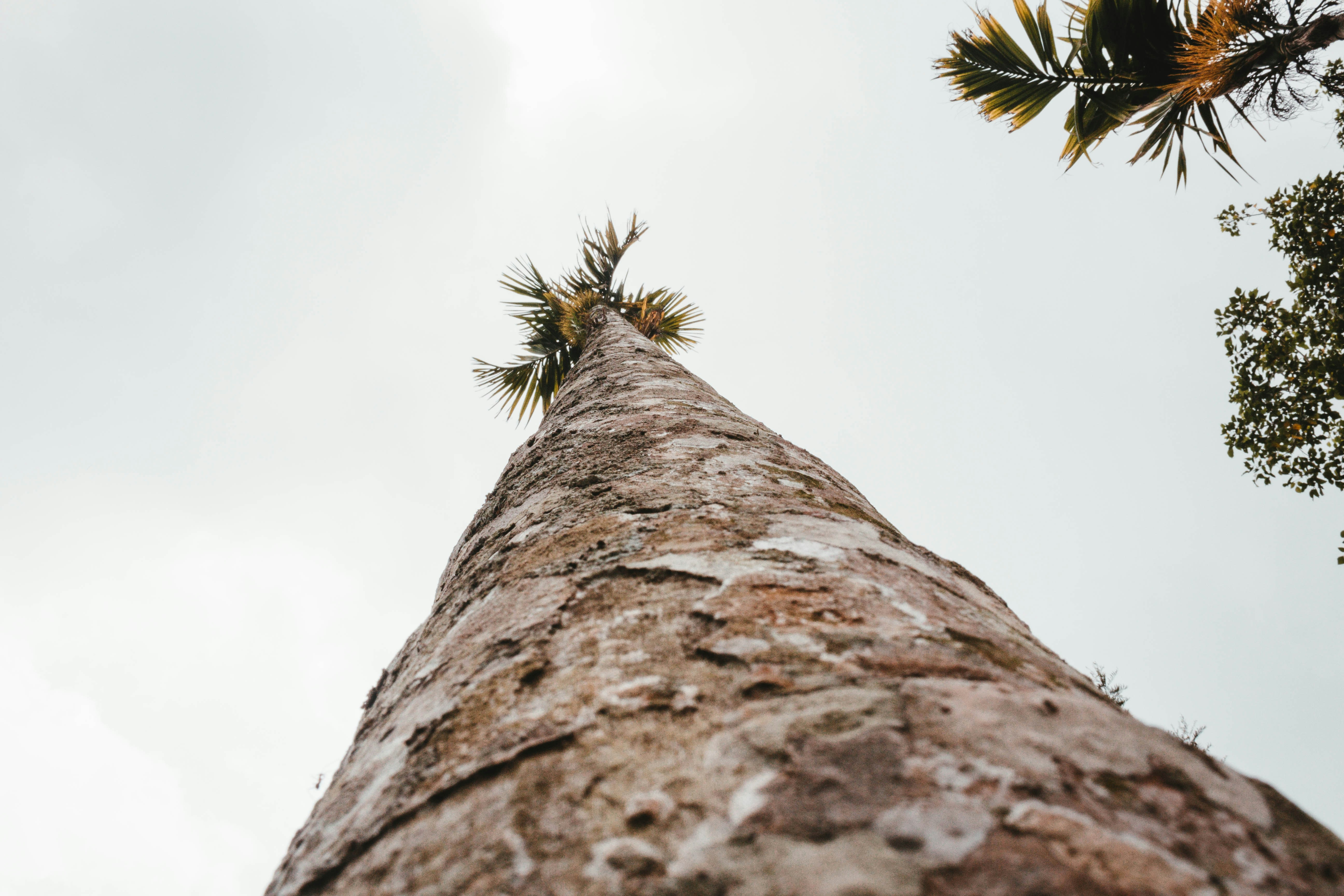 Low Angle View of Tall Palm Tree