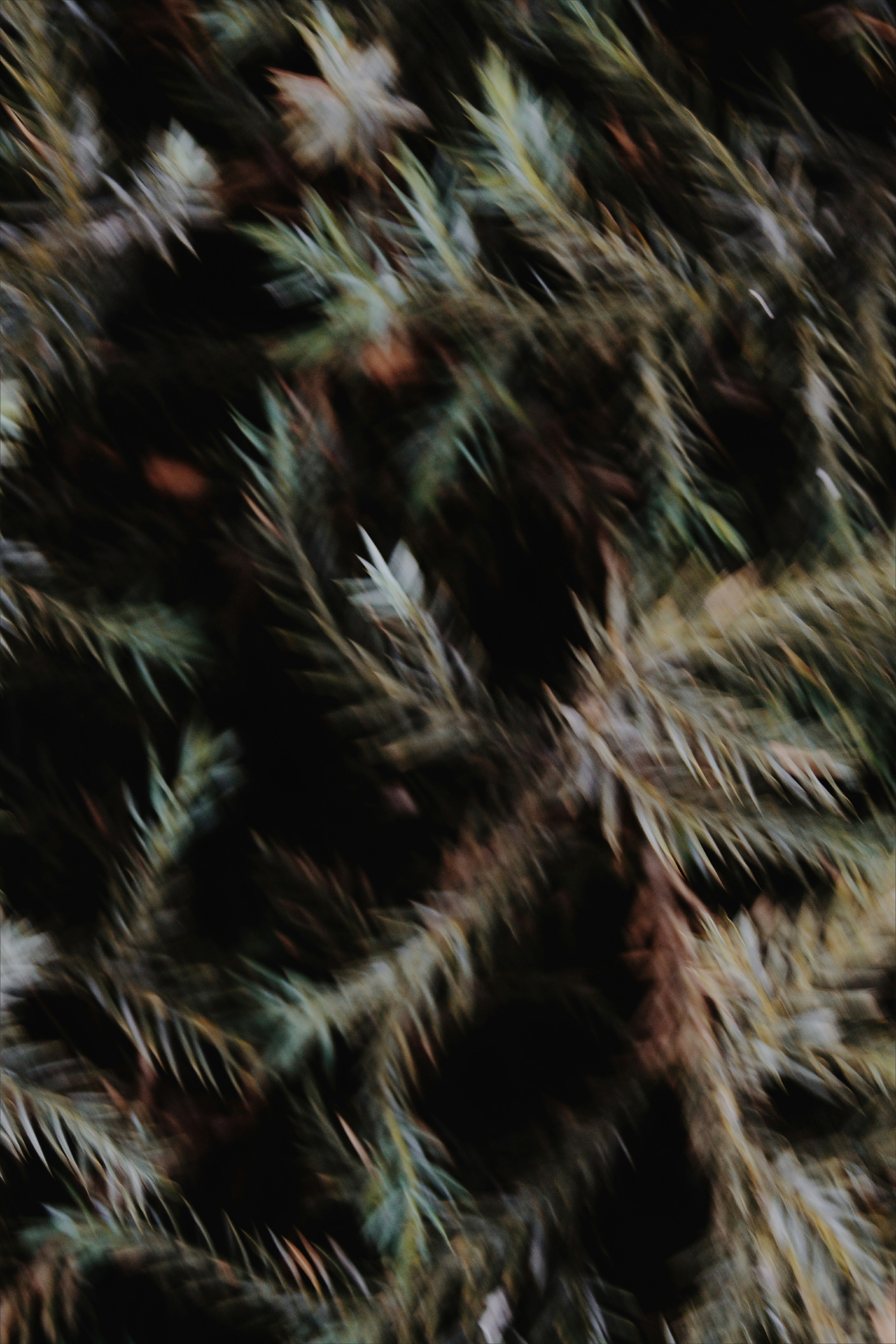 Blurred Close Up of Pine Needles