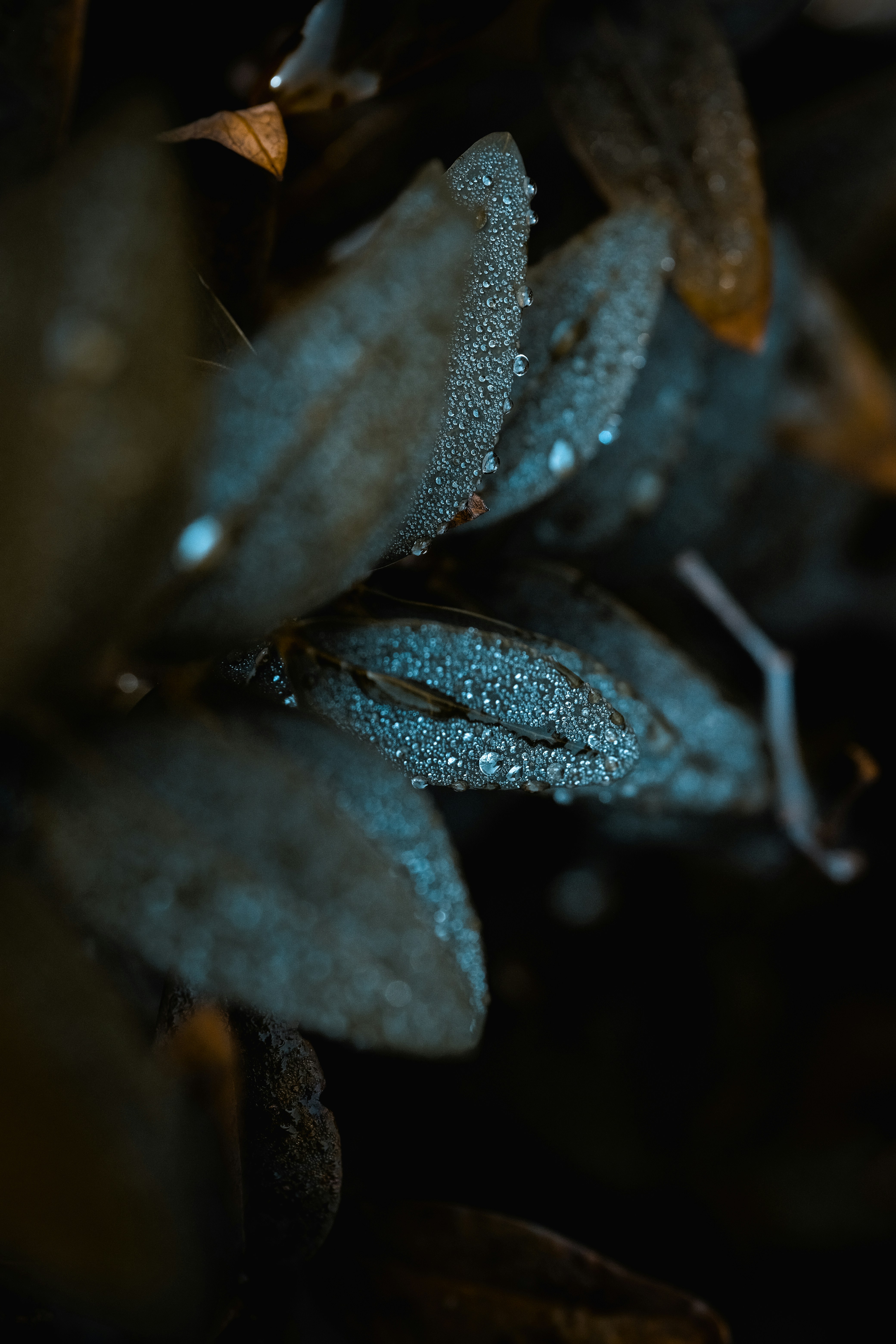 Dewdrops on Dried Leaves