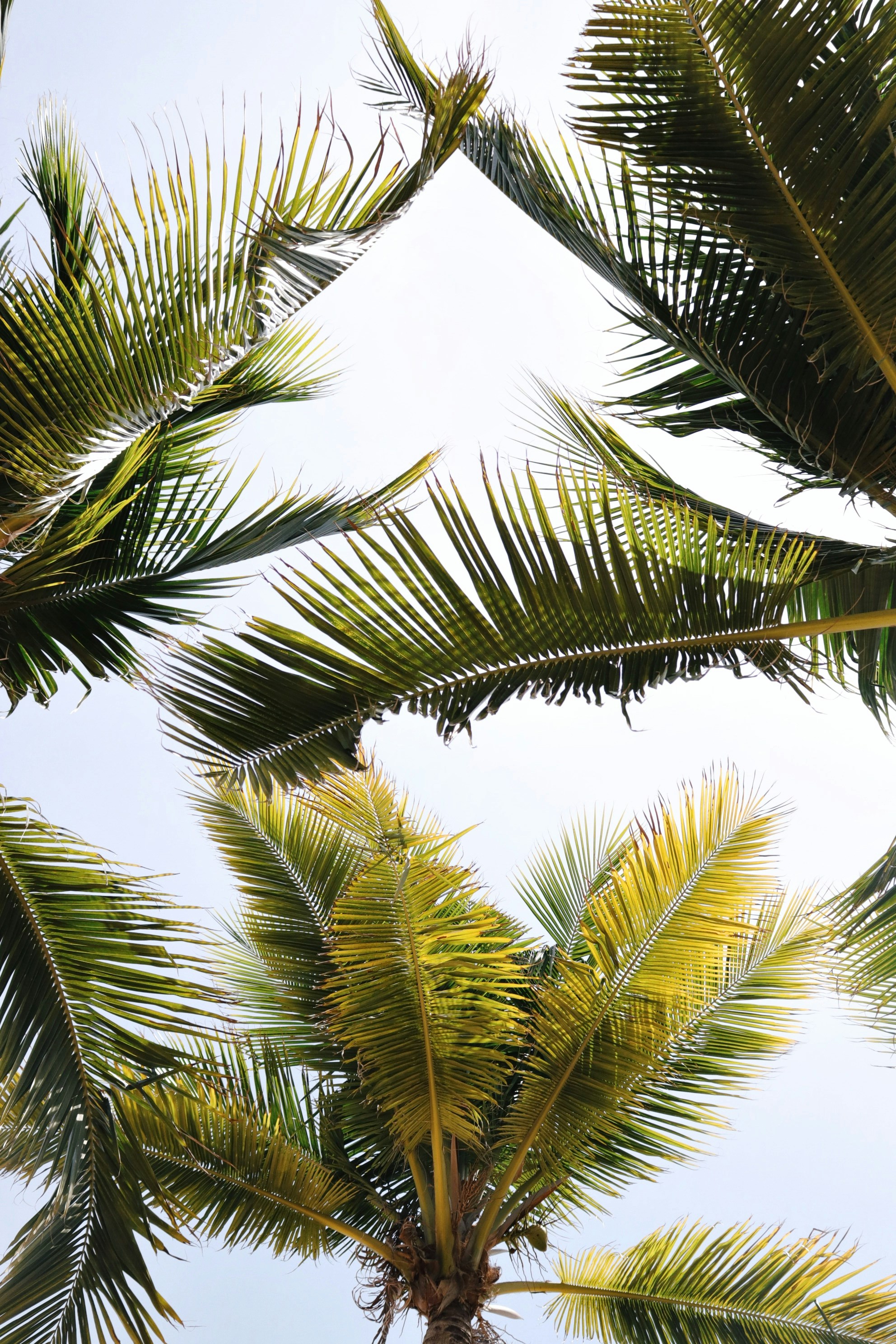 Coconut Palm Fronds Against Sky