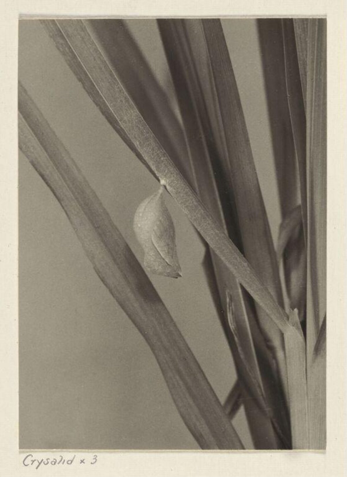 Magnified Chrysalis on Grass Leaf