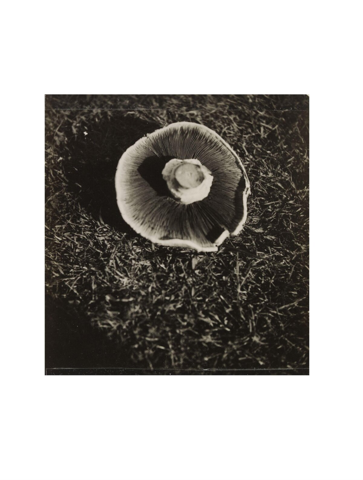 Upside Down Mushroom on Grass
