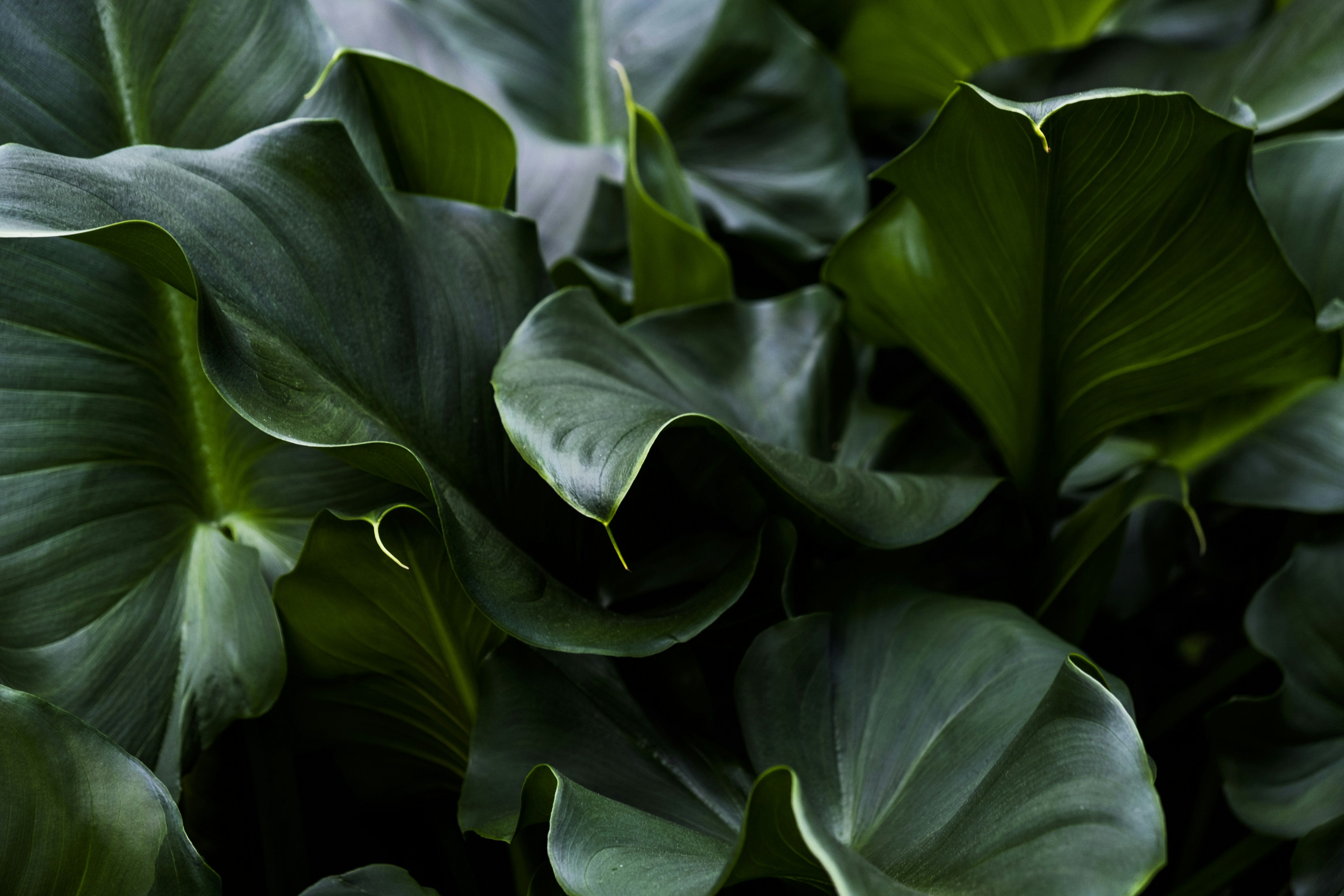 Close-up of Dark Green Leaves