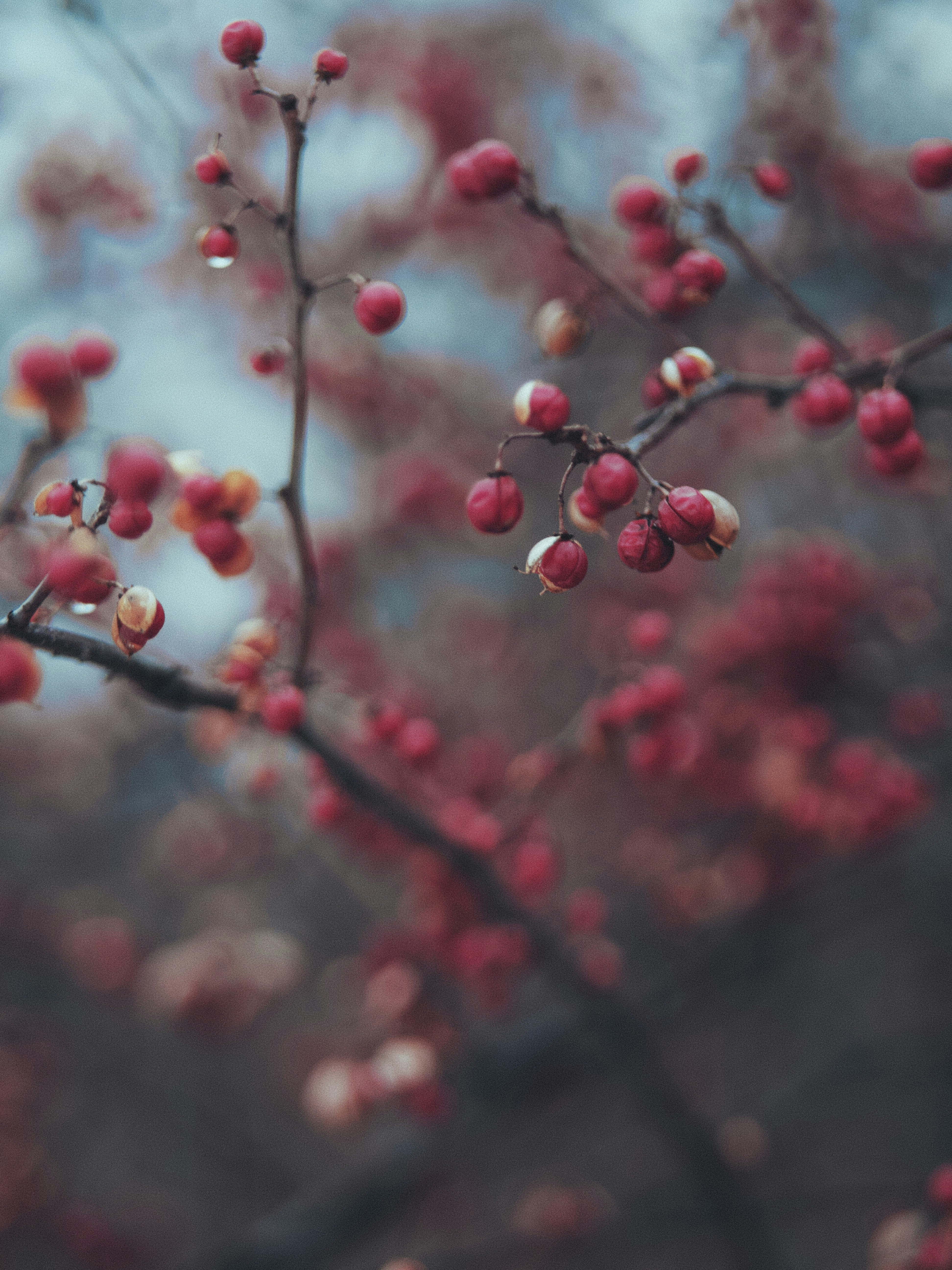 Red Berries on Branches