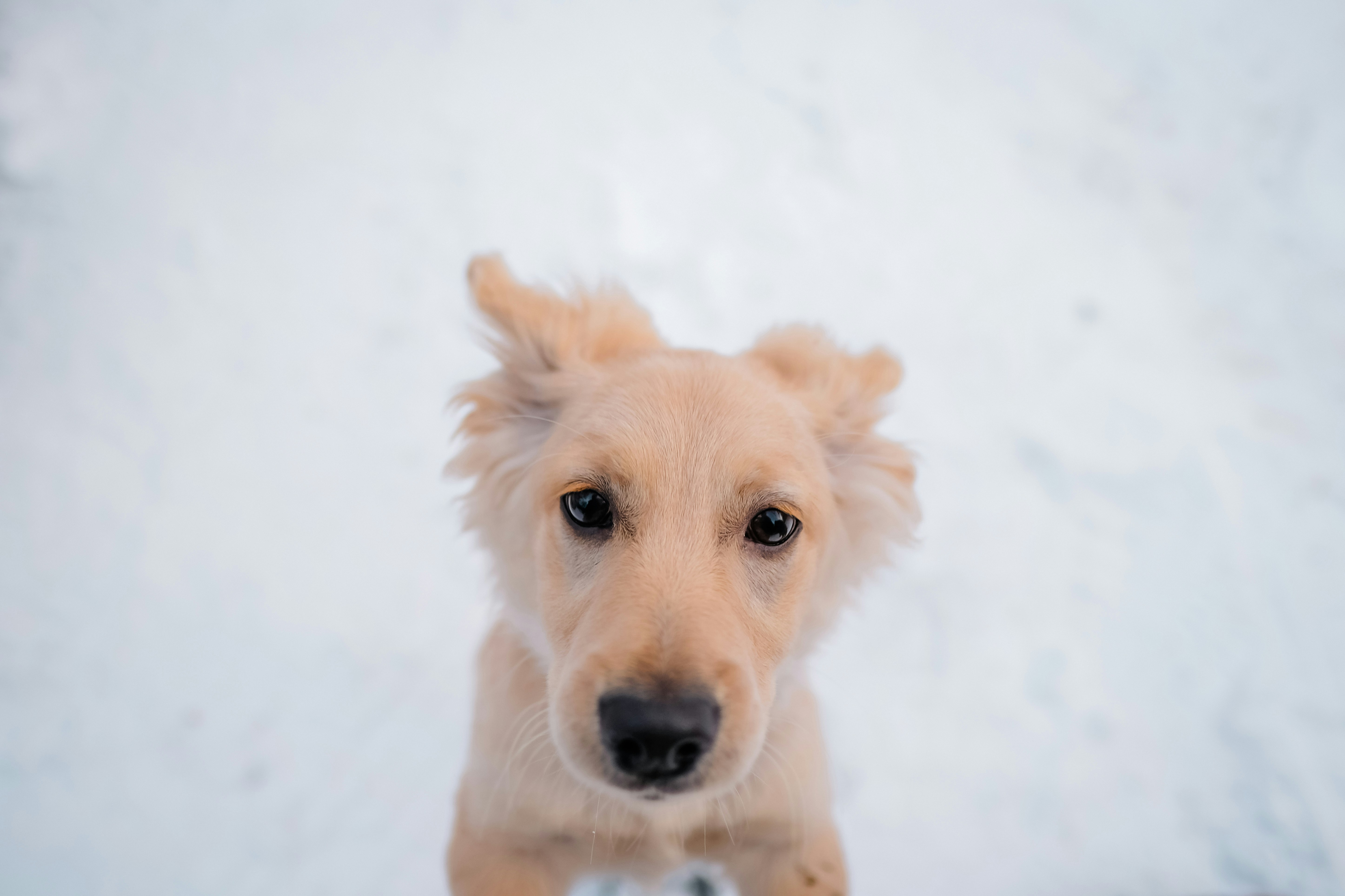 Golden Retriever Puppy on Snow