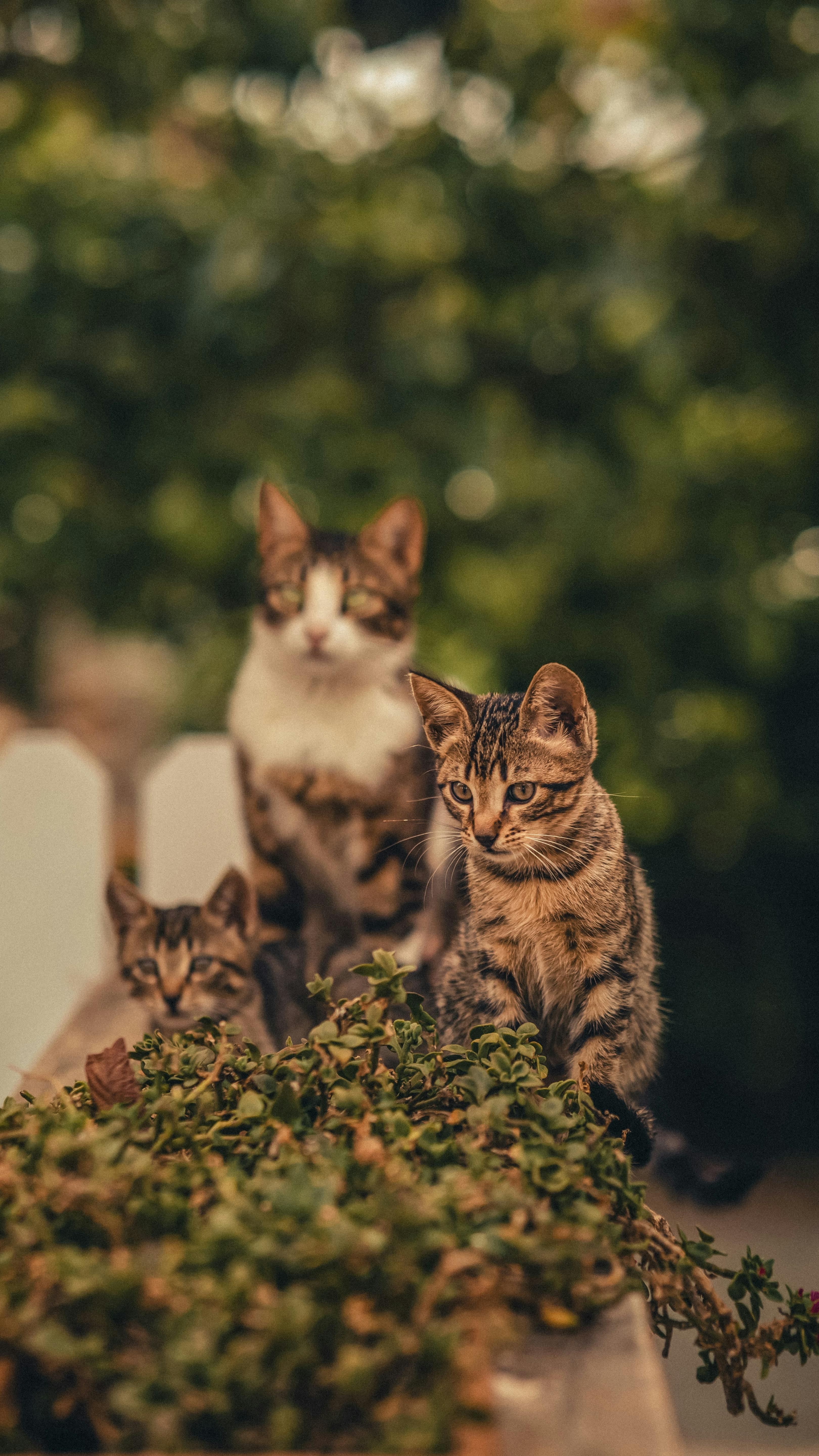 Three Tabby Cats Outdoors