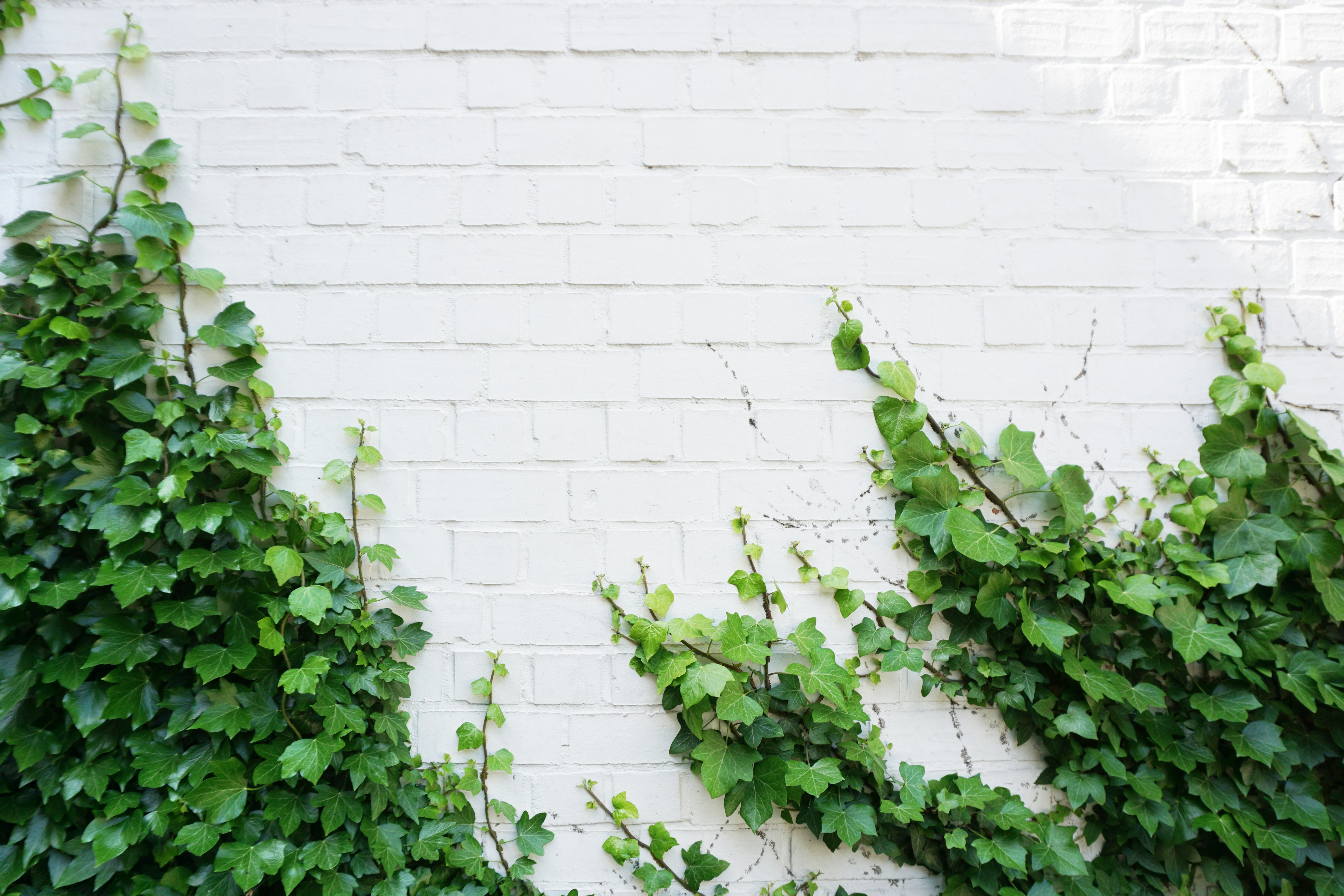 Ivy Growing on White Brick Wall