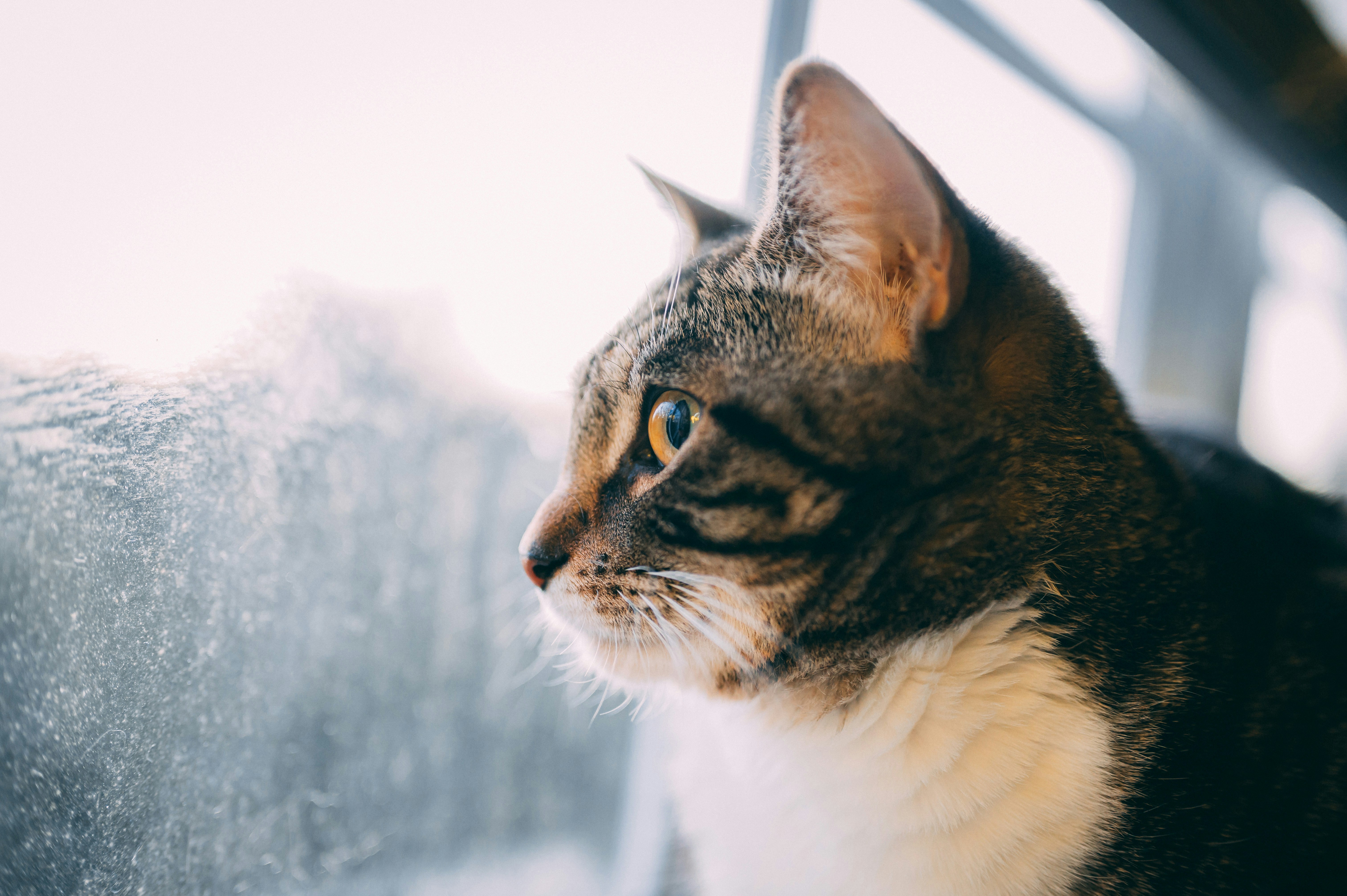 Tabby Cat Looking Out Window