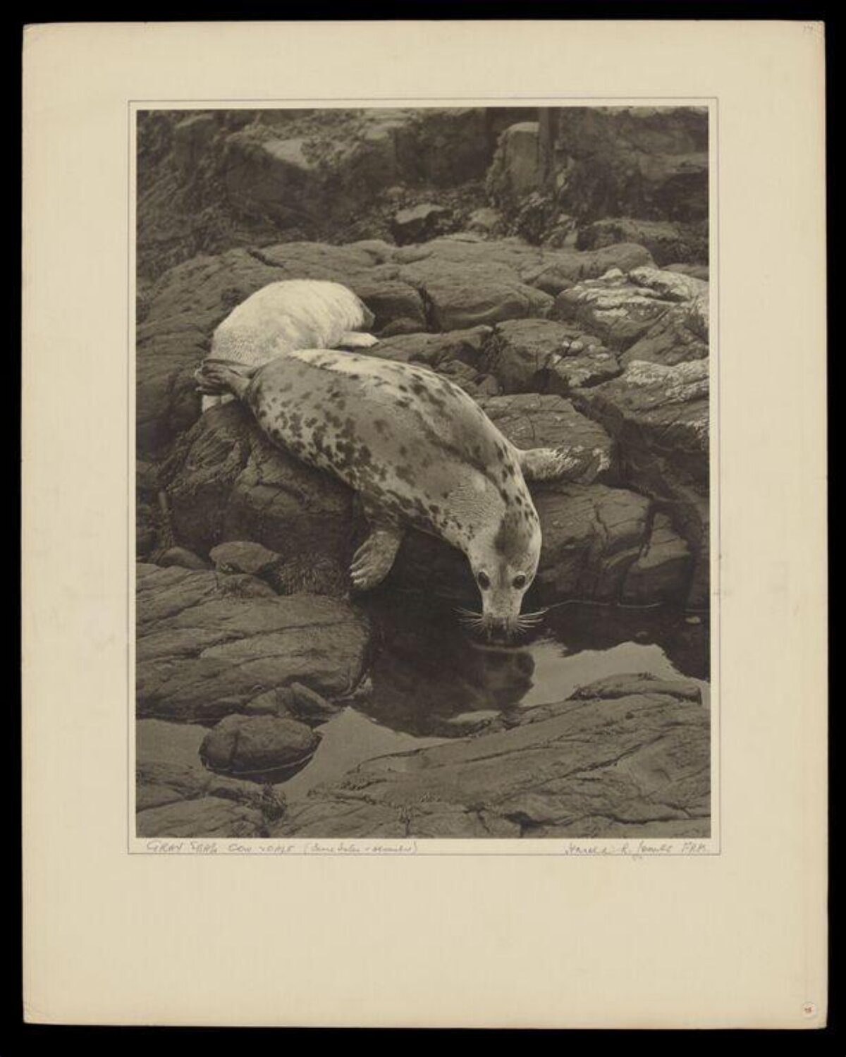 Two Seals Resting on Rocky Shore