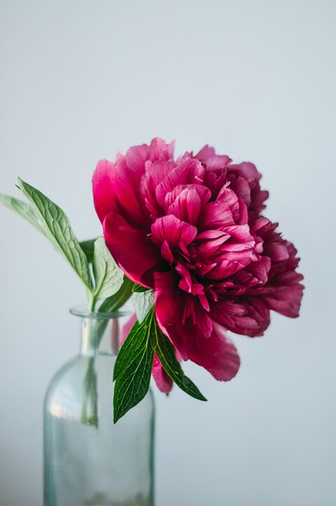 Red Peony in Glass Vase