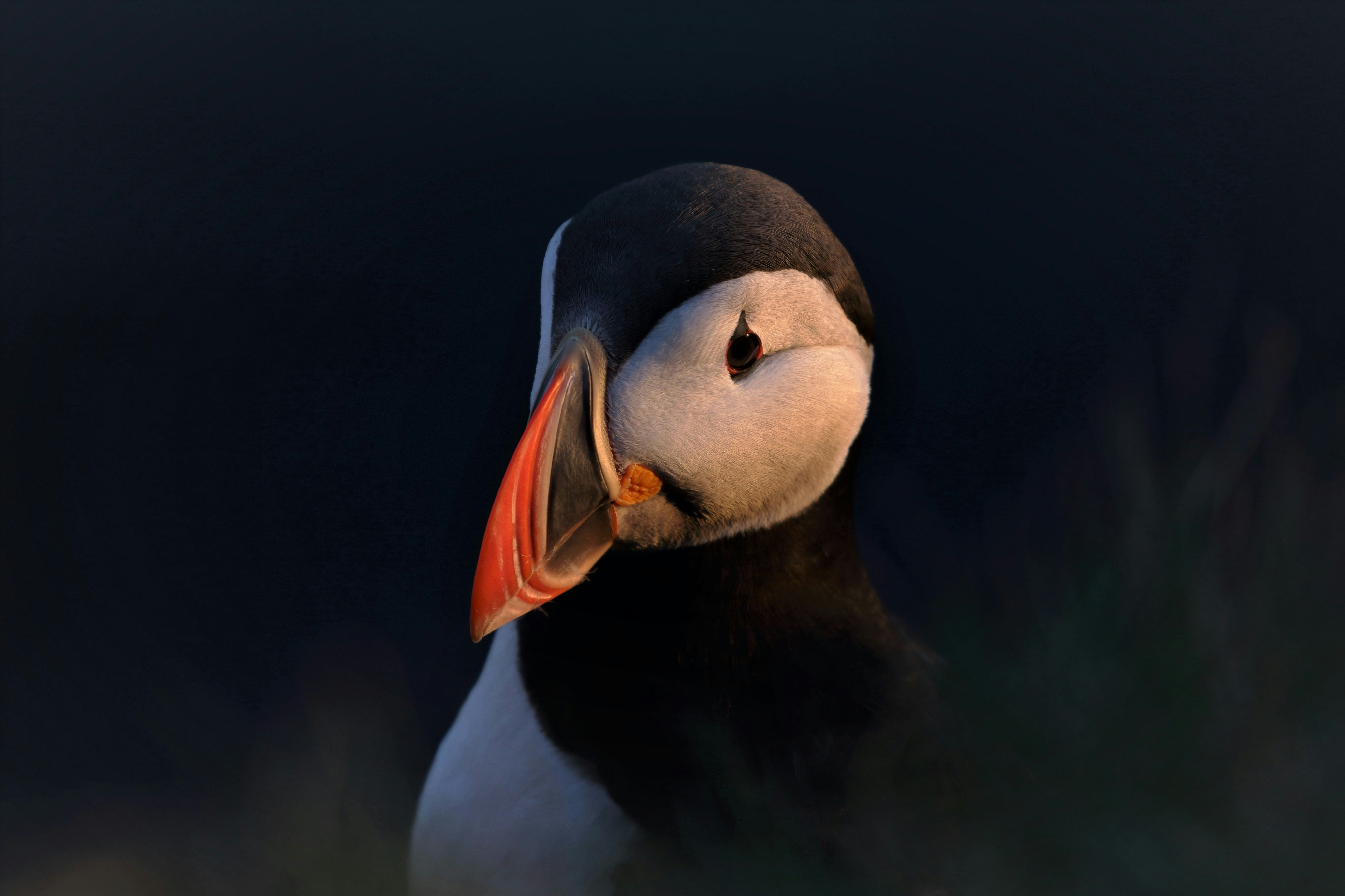 Close-up Portrait of Atlantic Puffin — Animal Encyclopedia