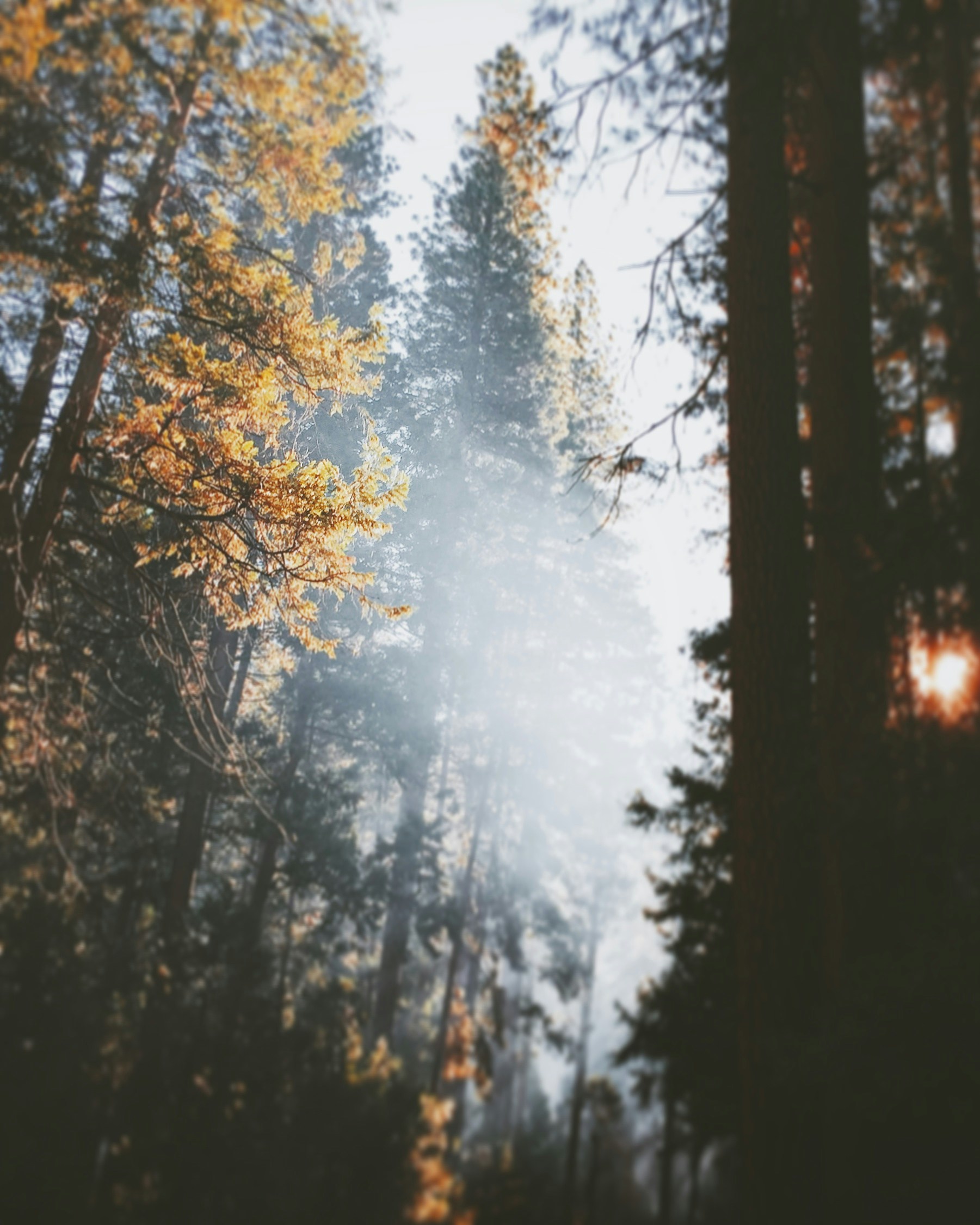 Sunlit Misty Forest