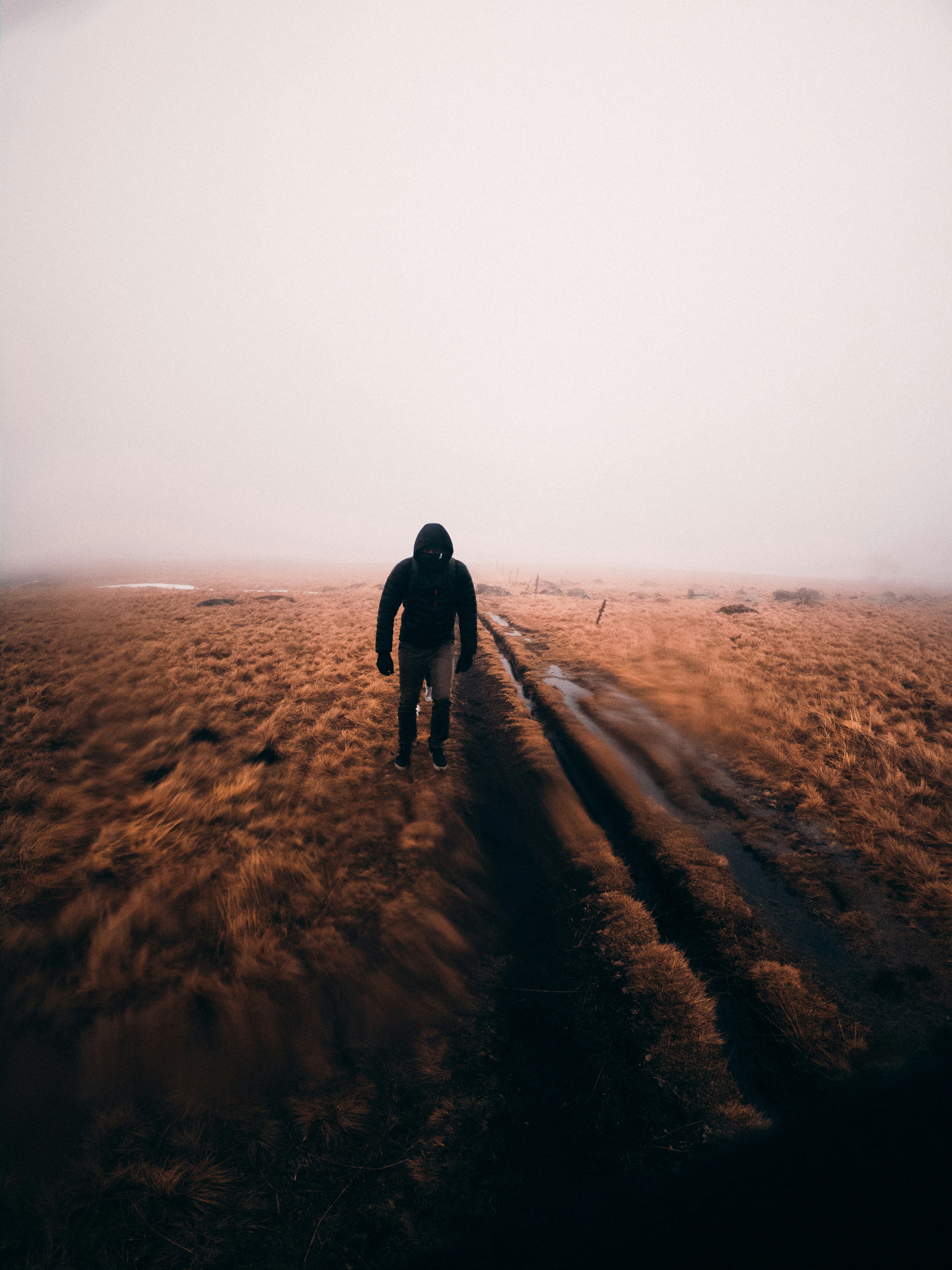 Hooded Walker In Foggy Grassland