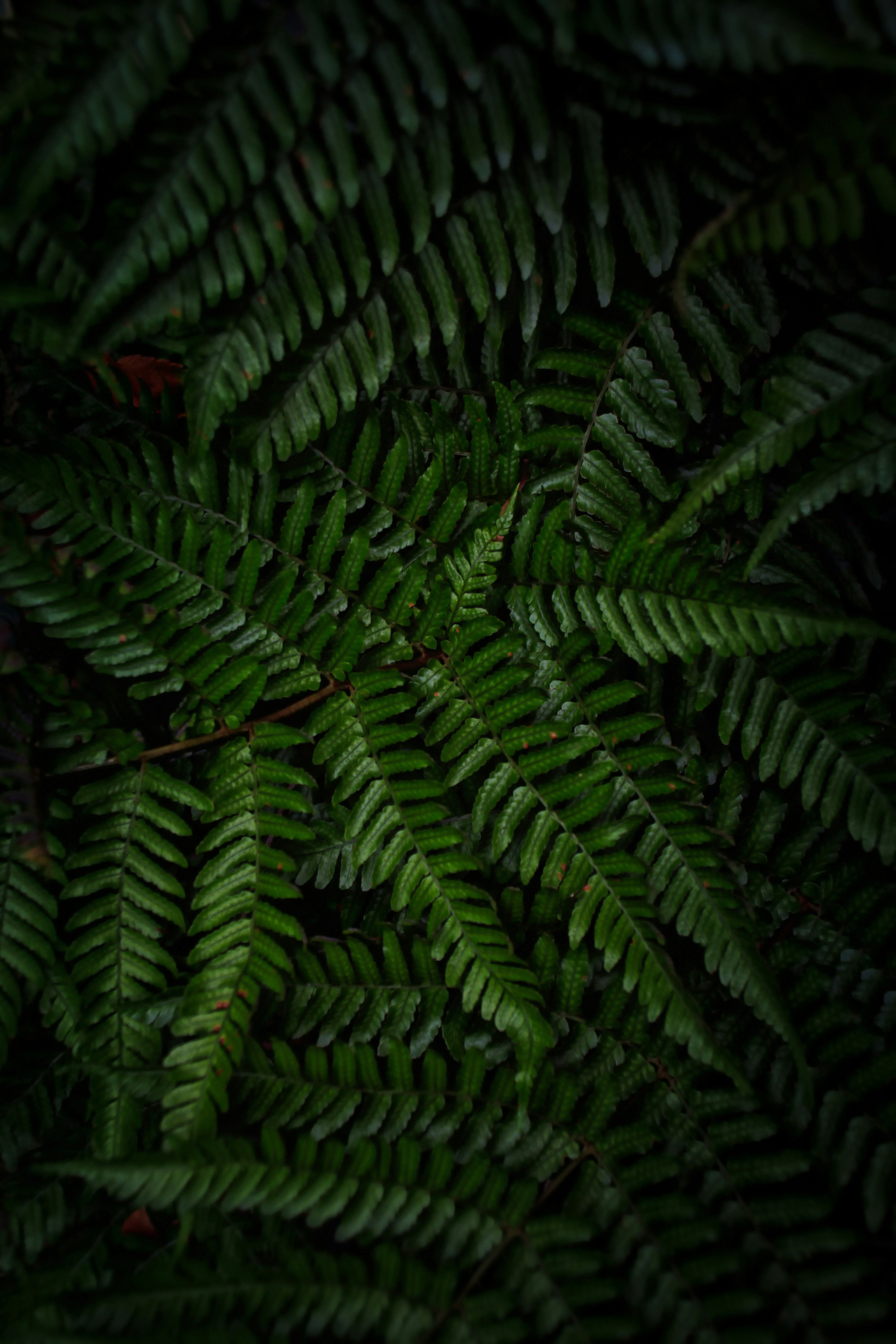 Dense Forest Fern Foliage
